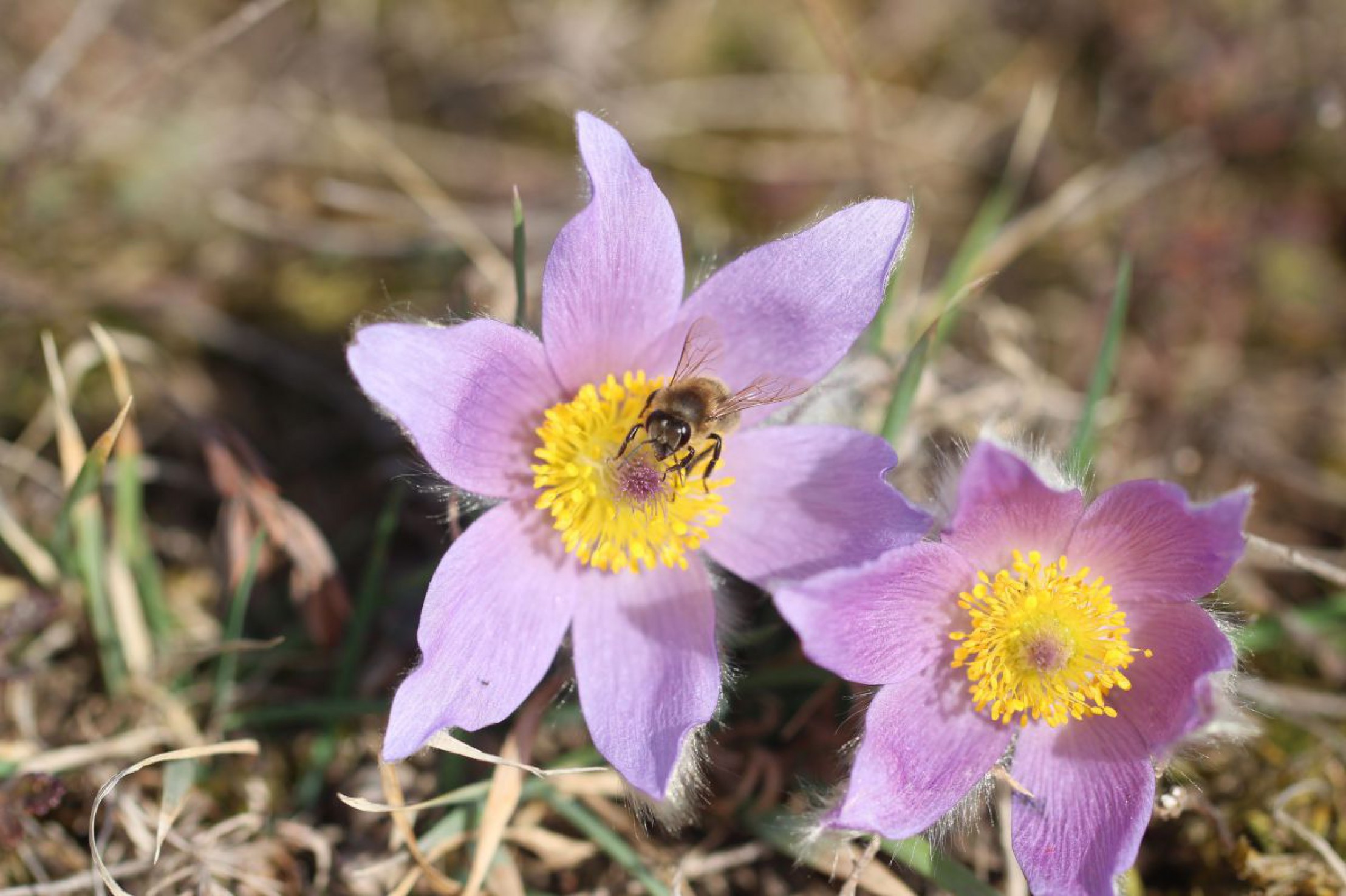 Gro&szlig;e Kuhschelle