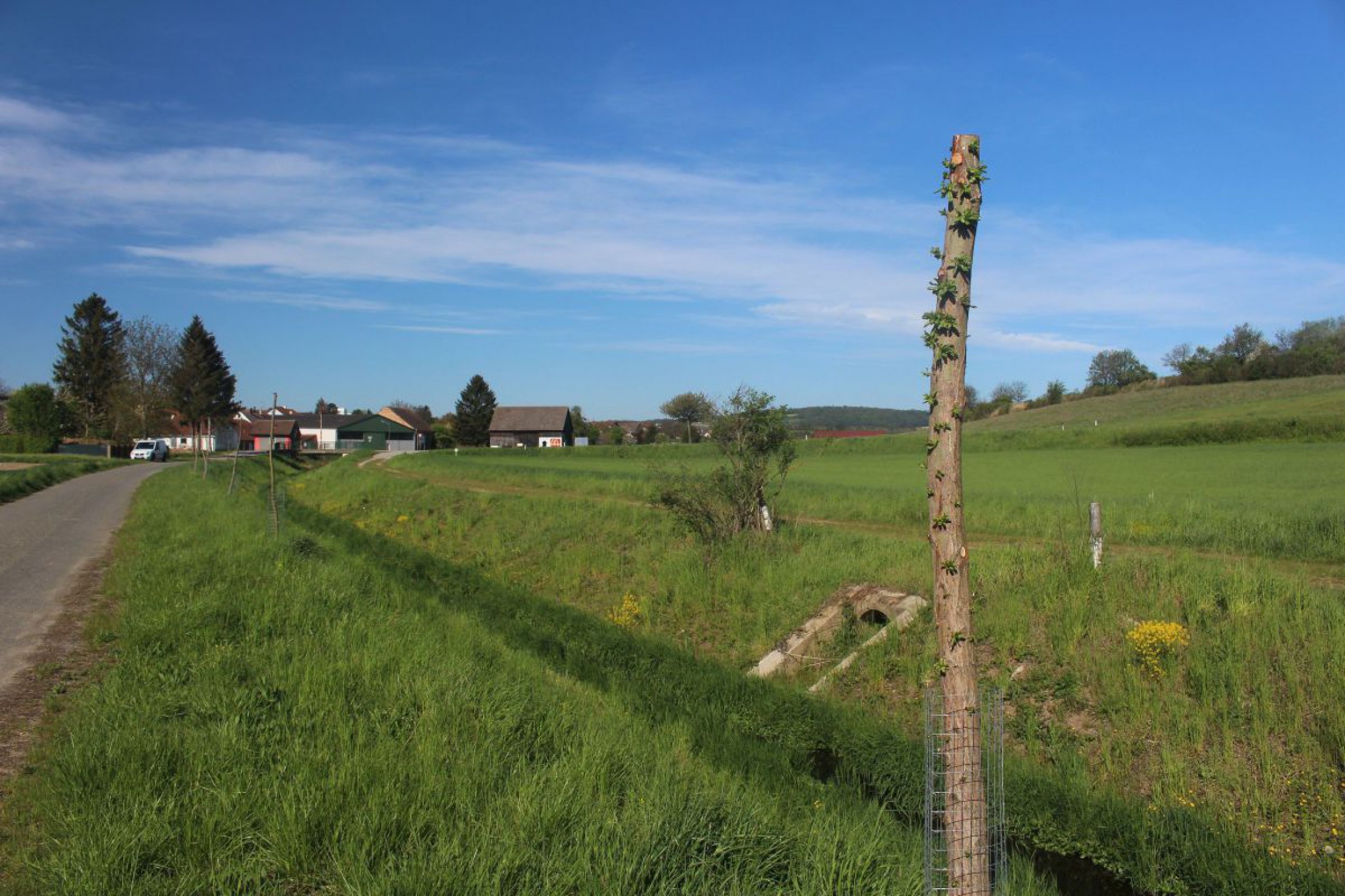 Gepflanzte Kopfweide am Taschlbach