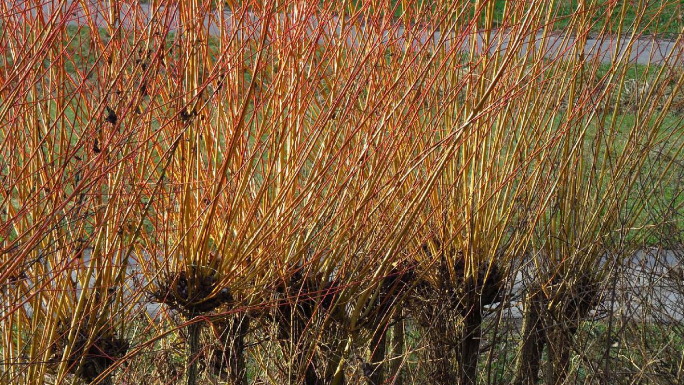 Junge Kopfweidentriebe