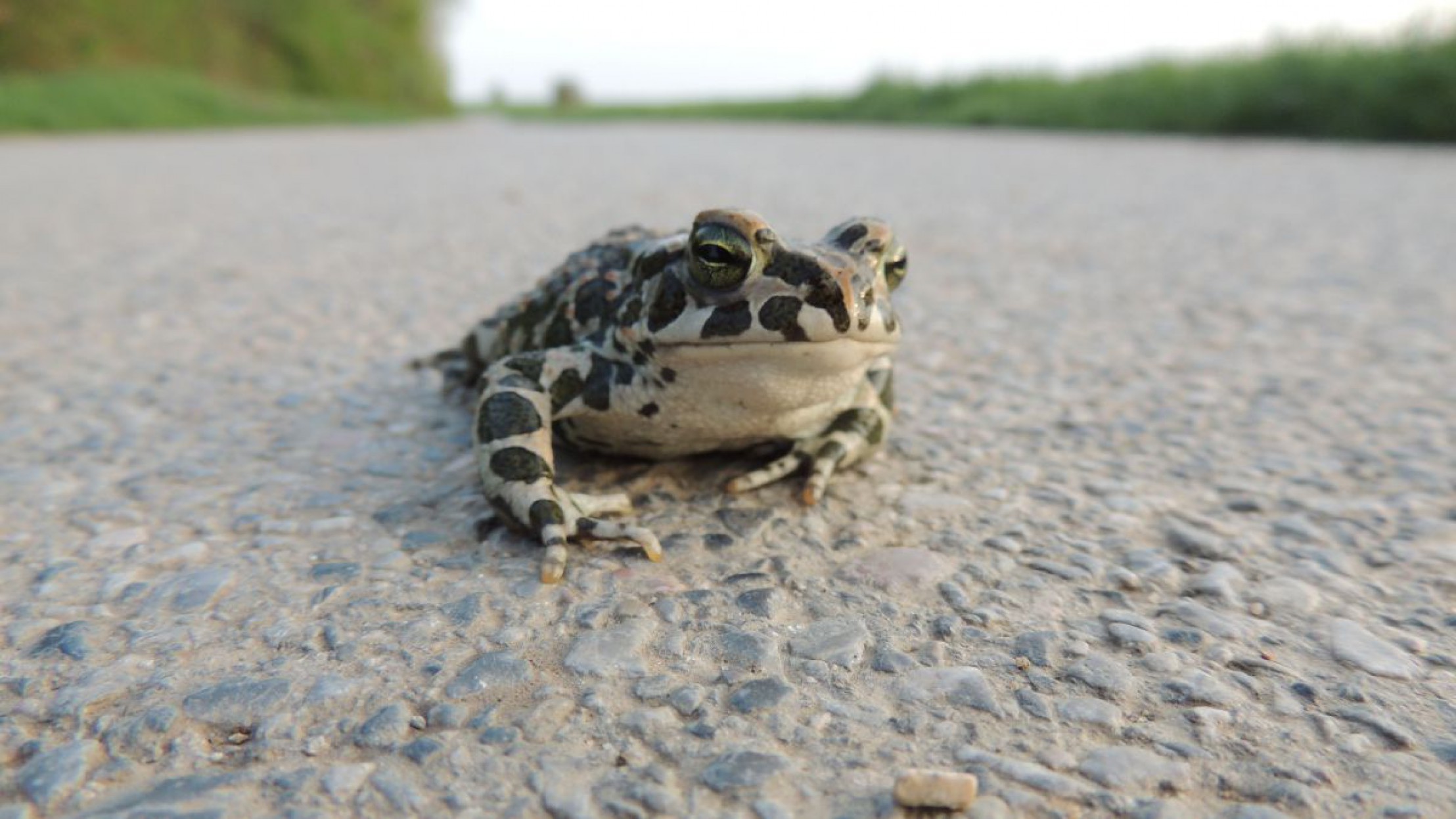 Wechselkr&ouml;te auf der Stra&szlig;e
