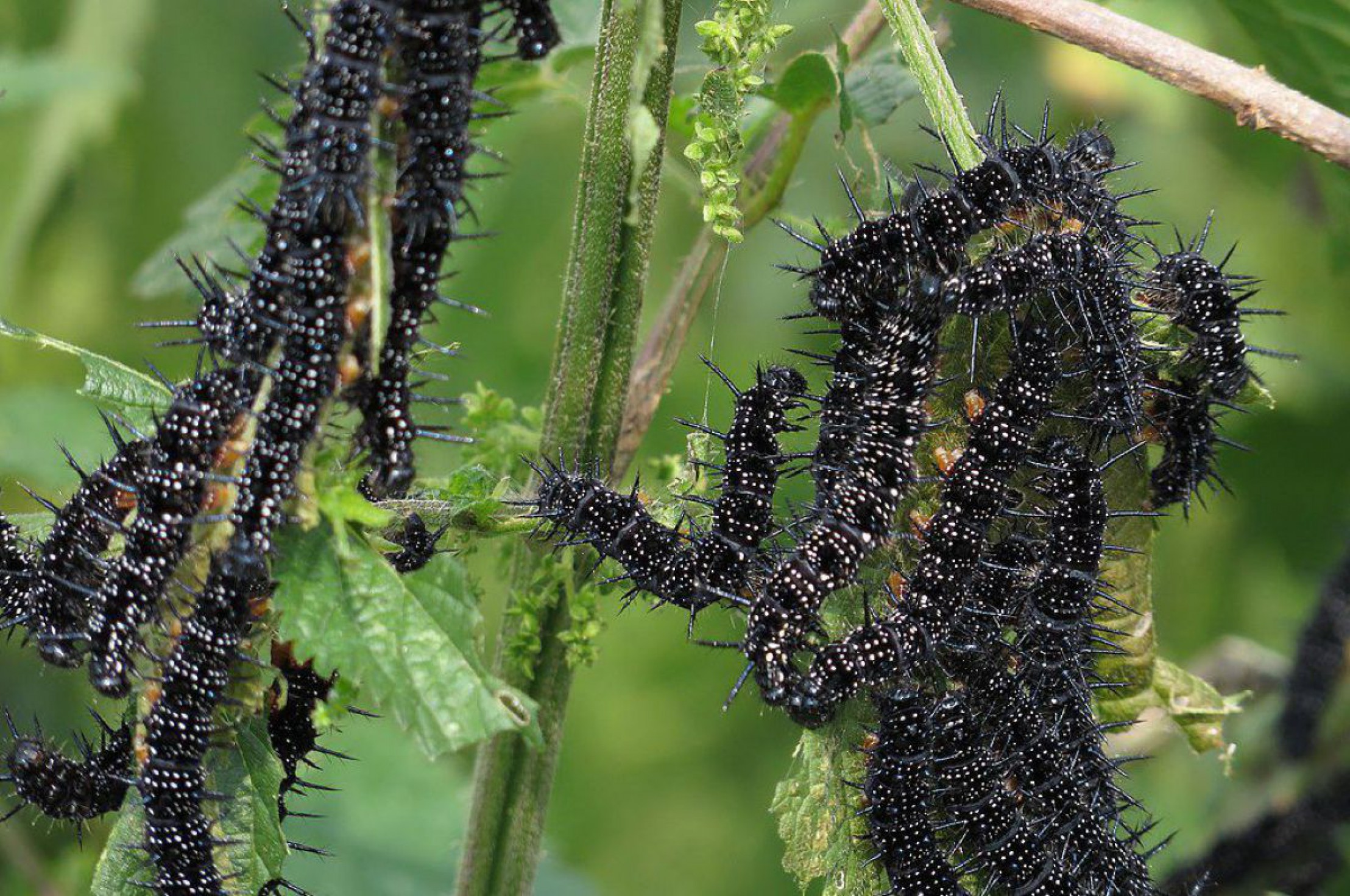 raupe-tagpfauenauge-c-aconcagua-auf-wikipedia
