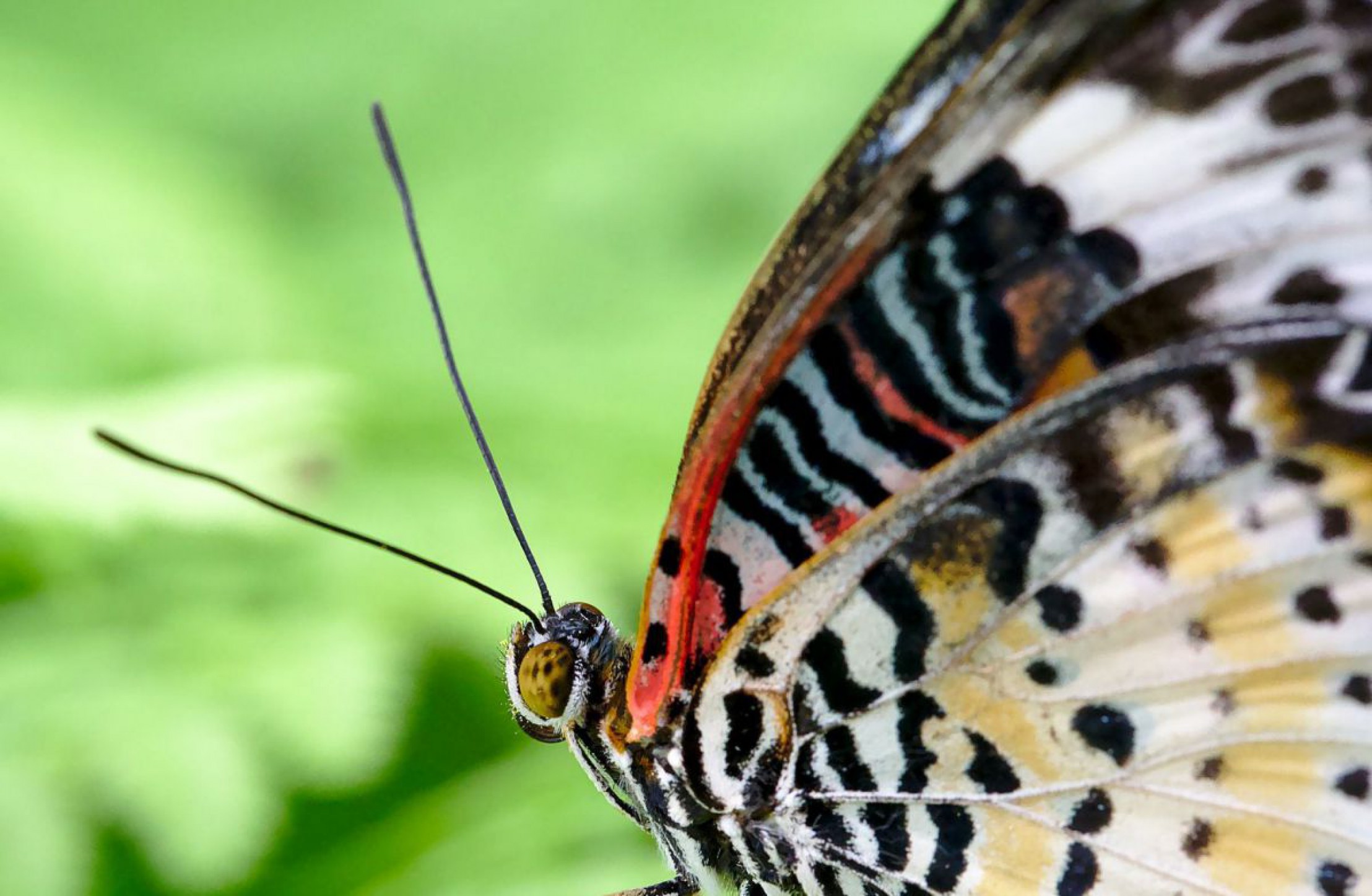 schmetterlingsfuehler-c-der-weg-auf-pixabay