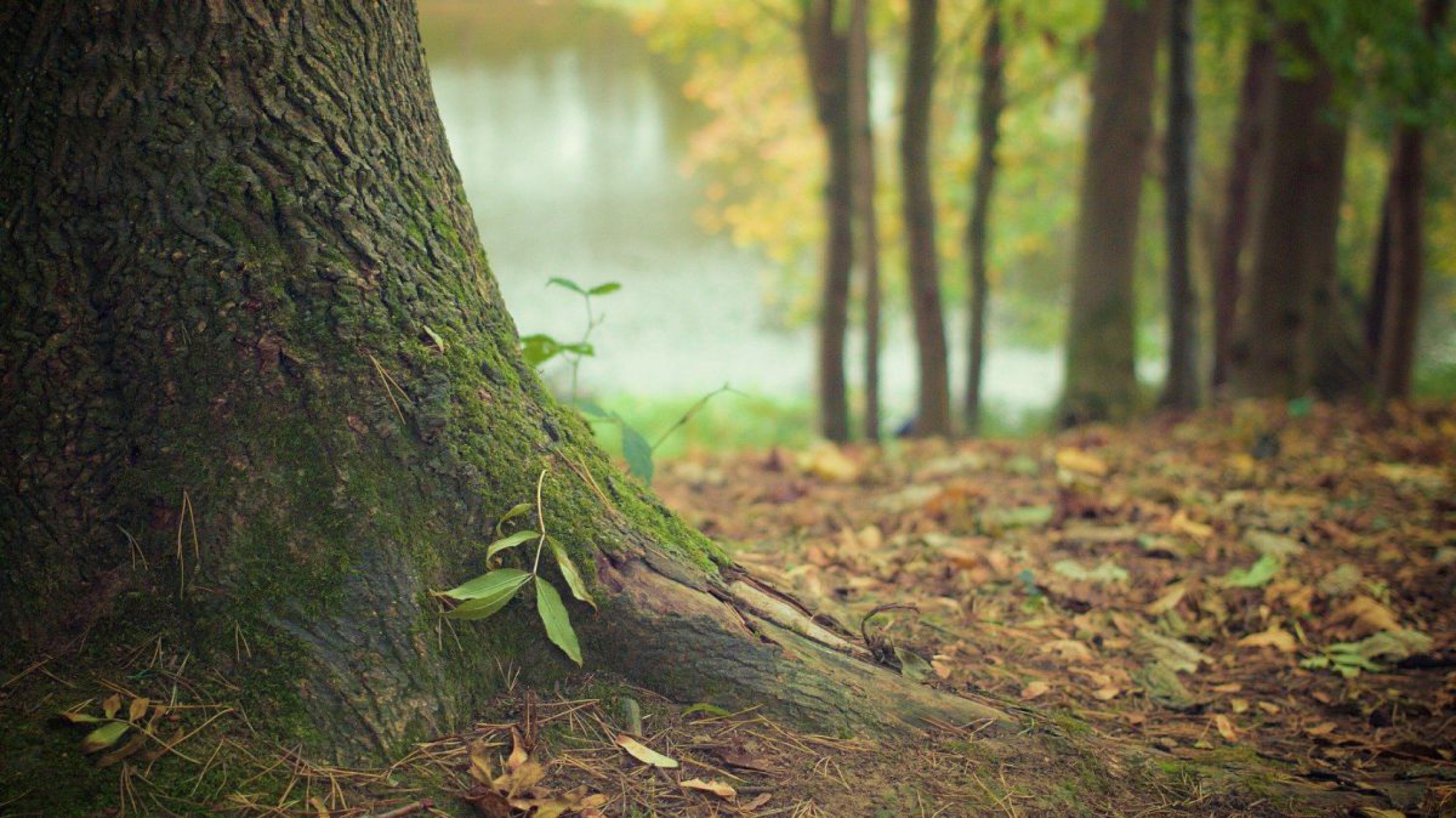 c-picography-auf-pixabay