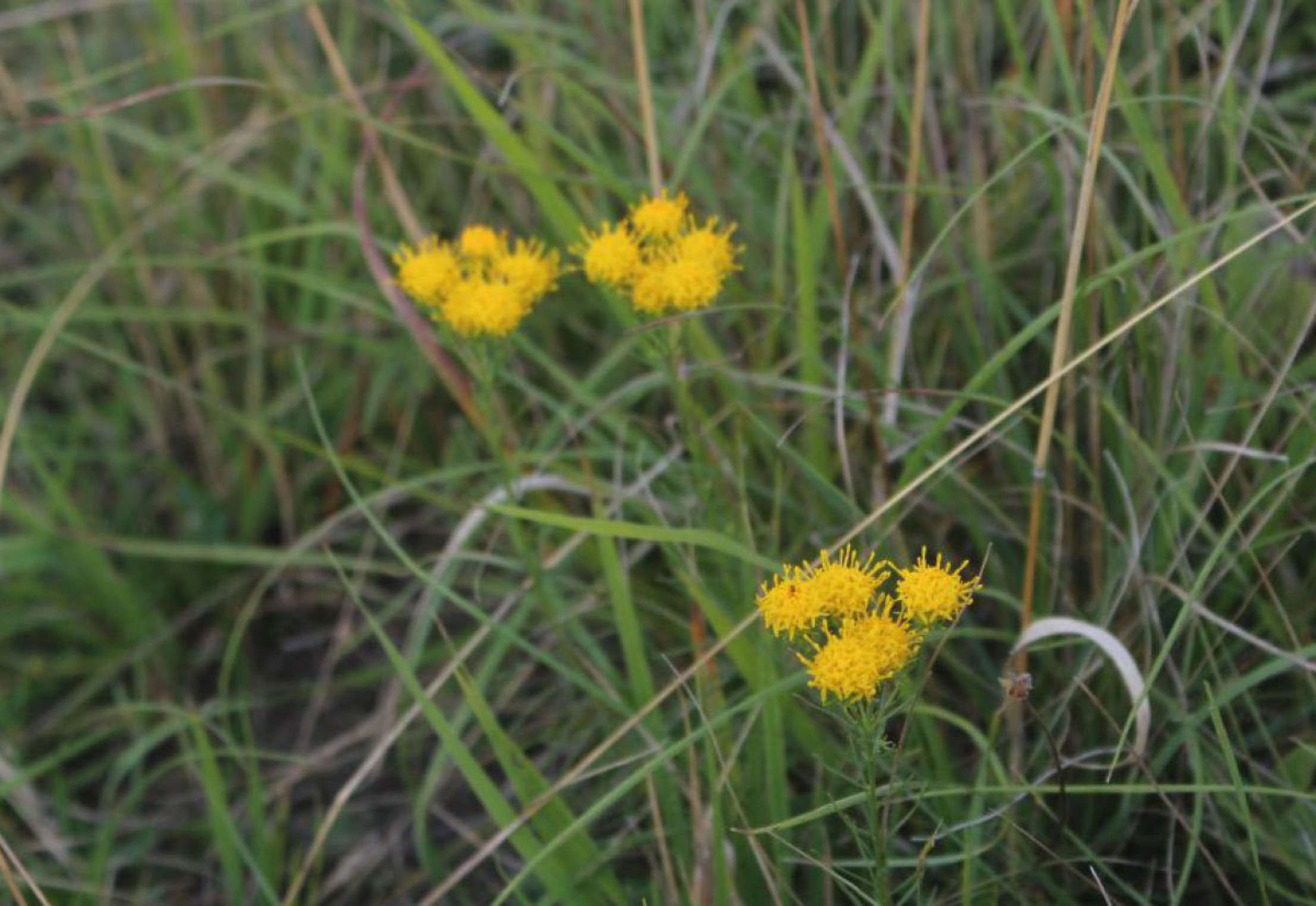 goldschopfaster-aster-linosyris