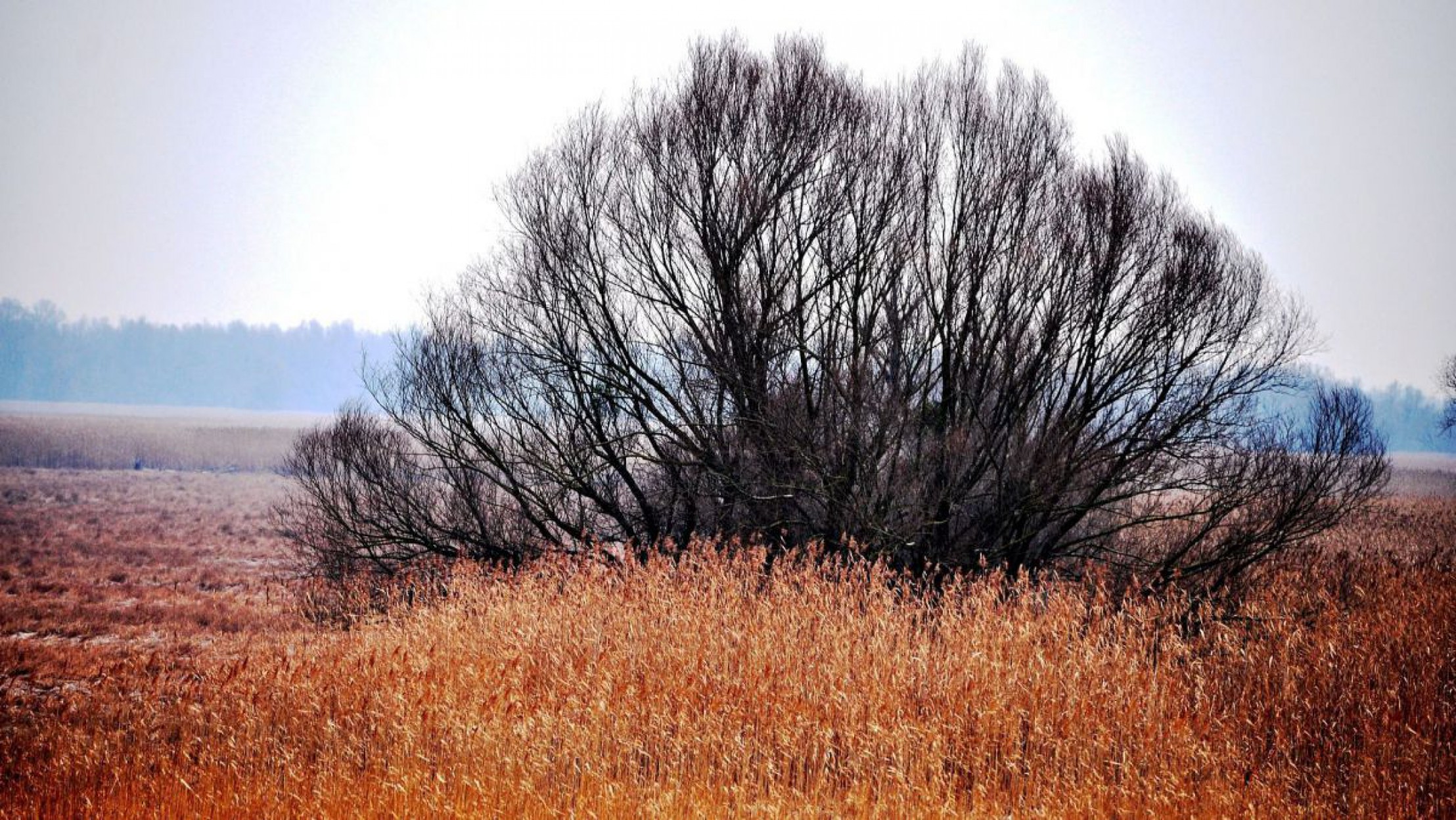 kopacki-rit-c-croatia-tips-auf-pixabay