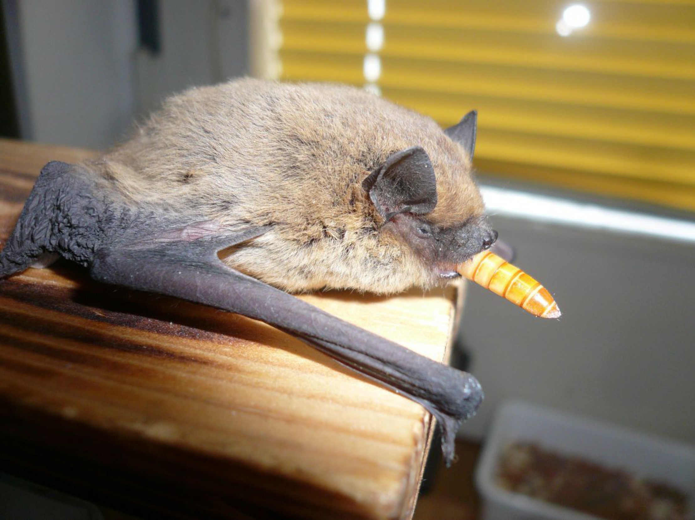 weissrandfledermaus