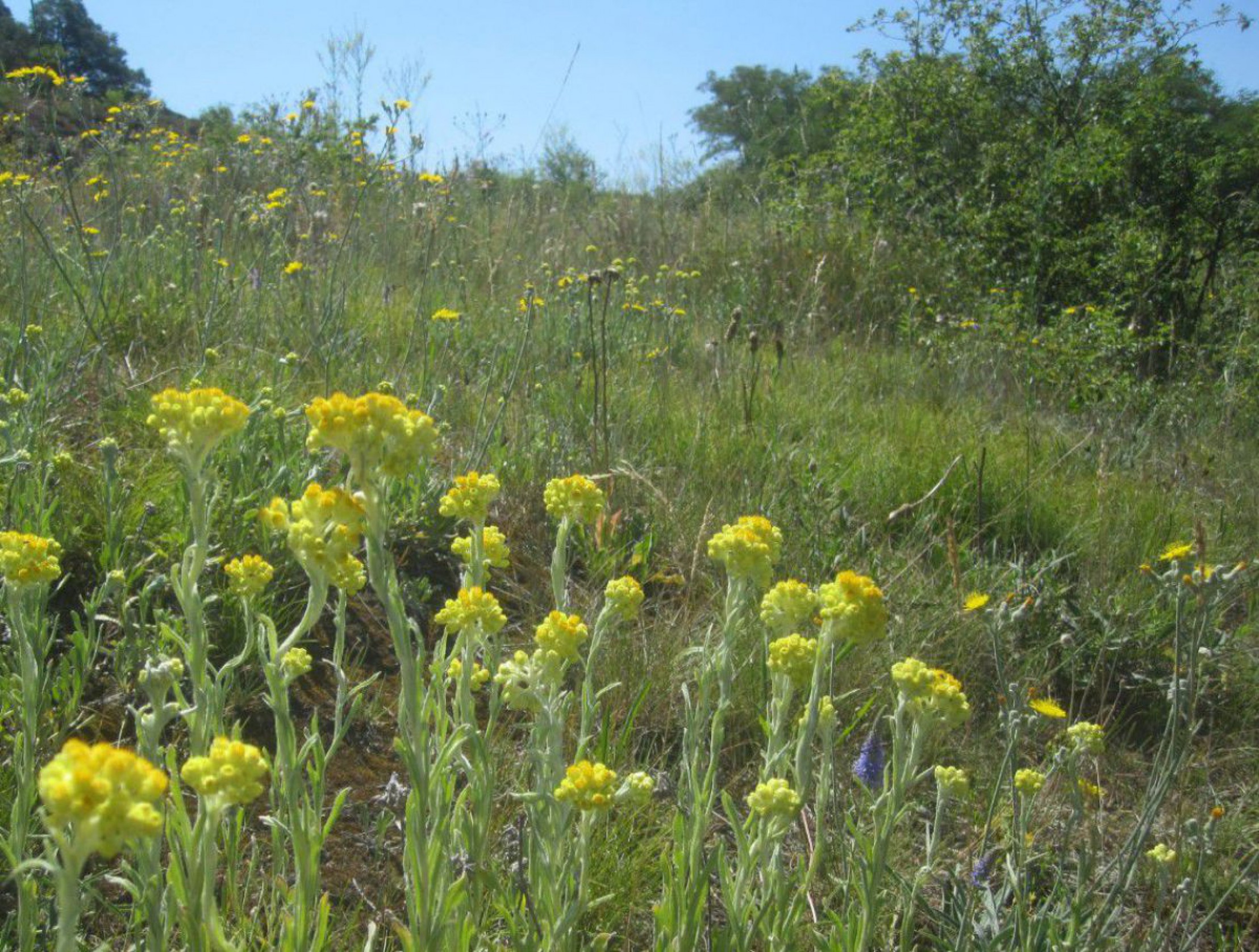 sandstrohblume-c-gabriele-bassler-binder