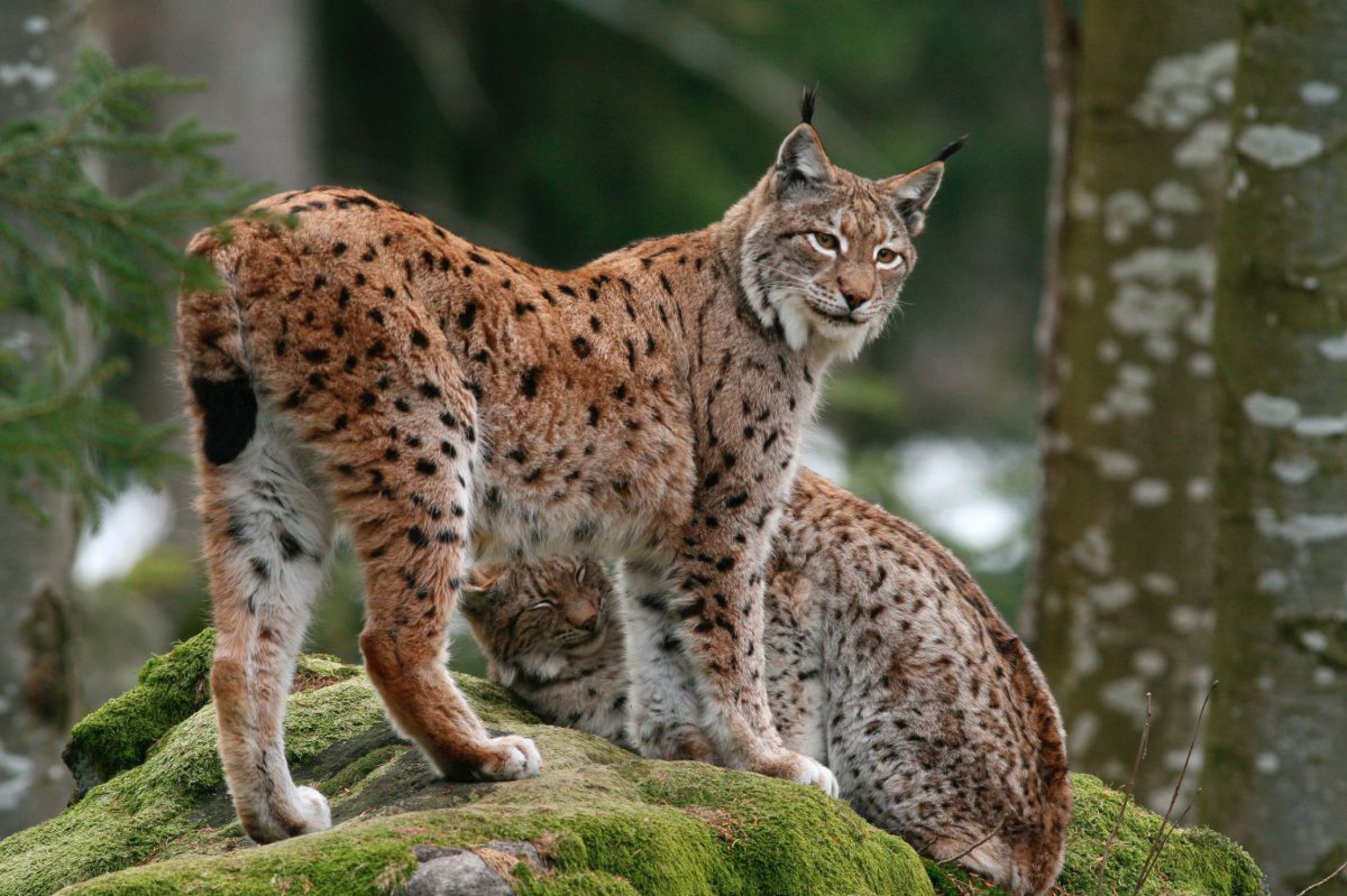 eurasischerluchs_c_joseflimberger