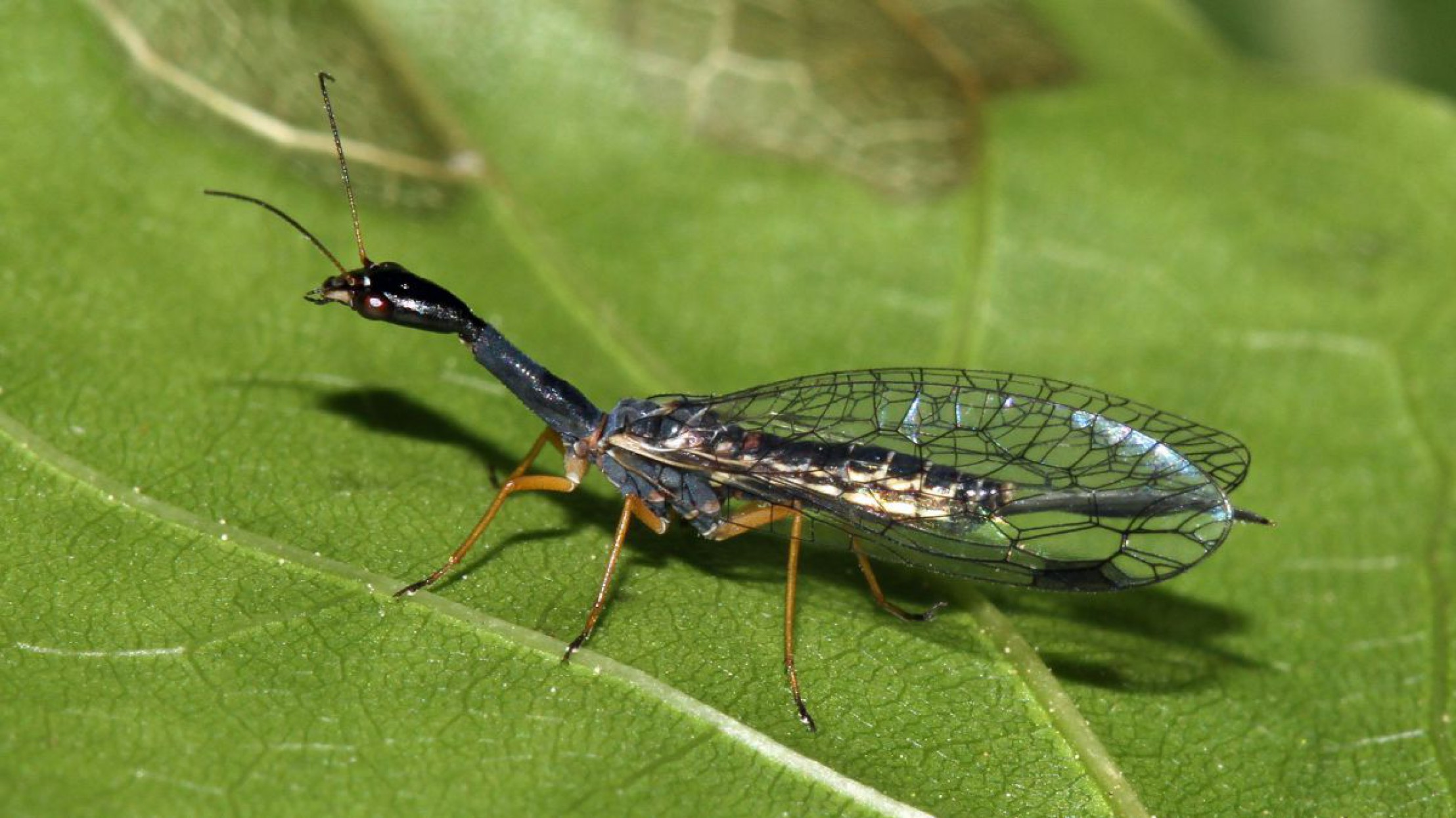 schwarzhalsige-kamelhalsfliege-c-harald-bruckner