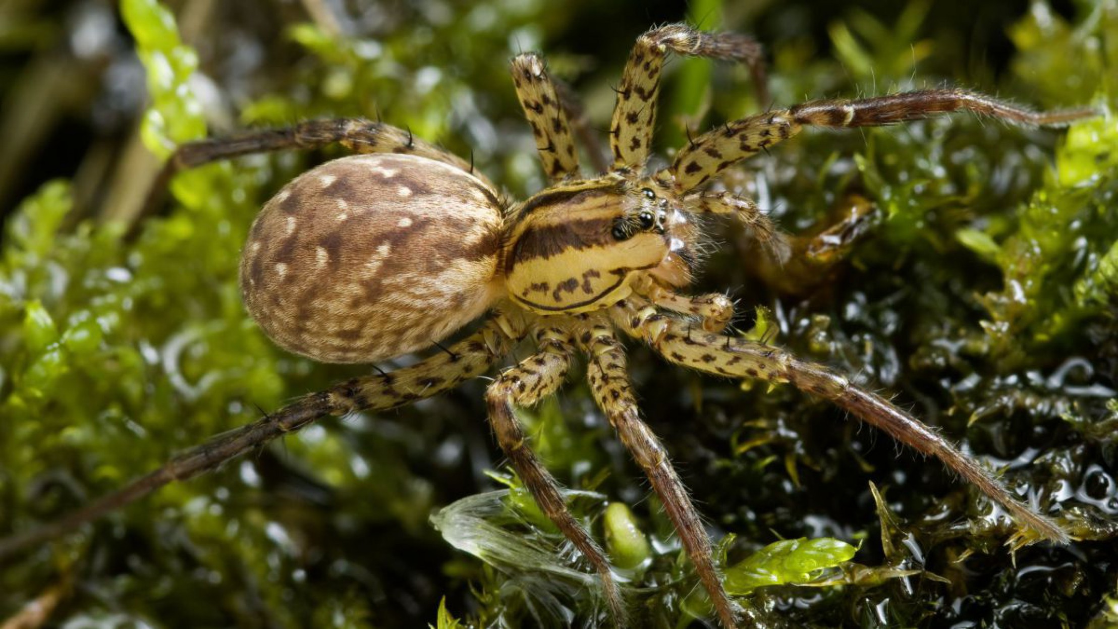 trommelwolf-weibchen-c-arno-grabolle