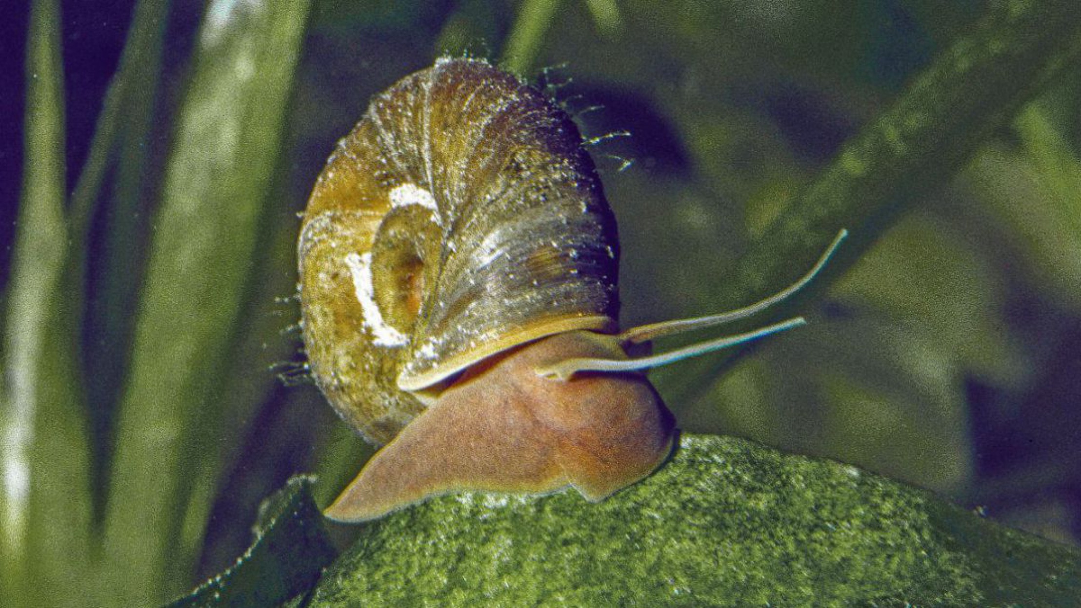 posthorn-schnecke-c-robert-patzner