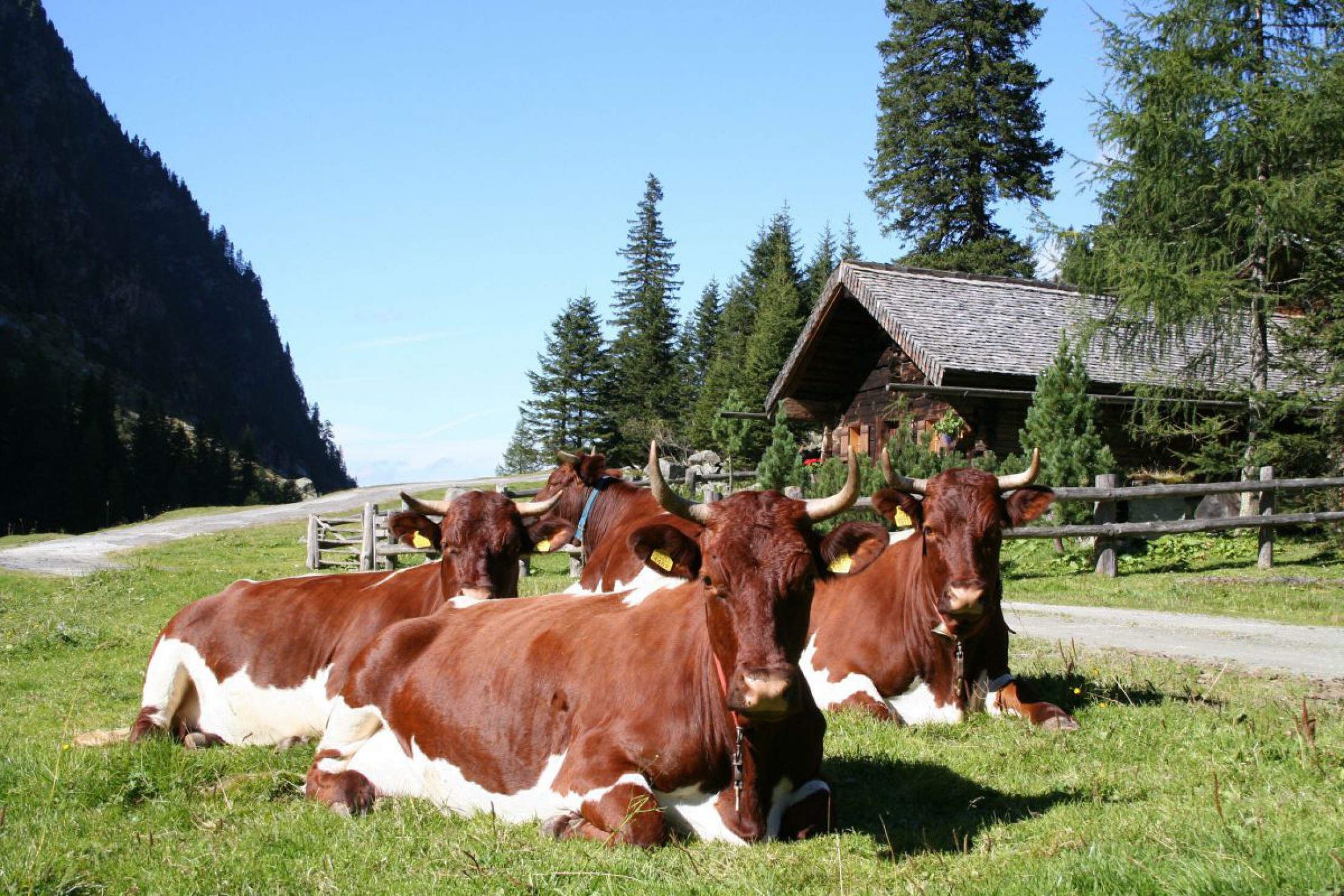 original-pinzgauer-rinder-c-thomas-sendlhofer