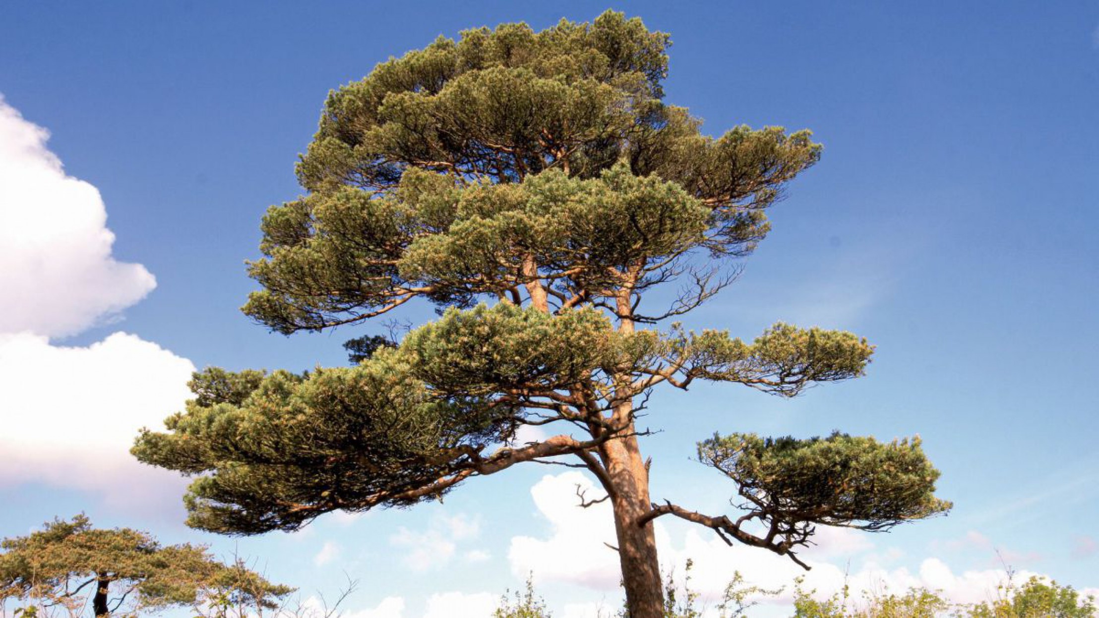 rotfoehre-c-pixabay-coilin