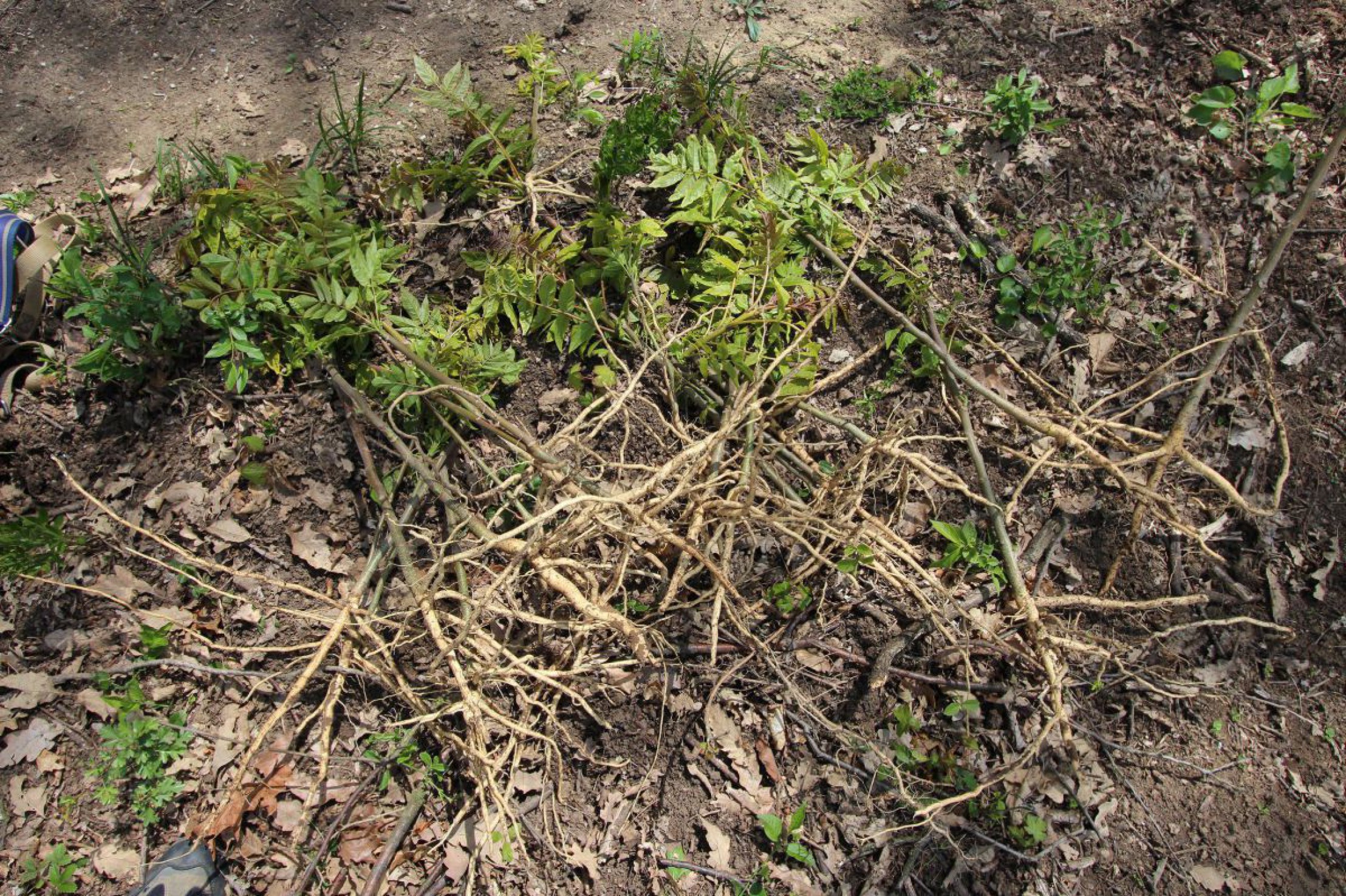 goetterbaum-steinbergwald-2-web