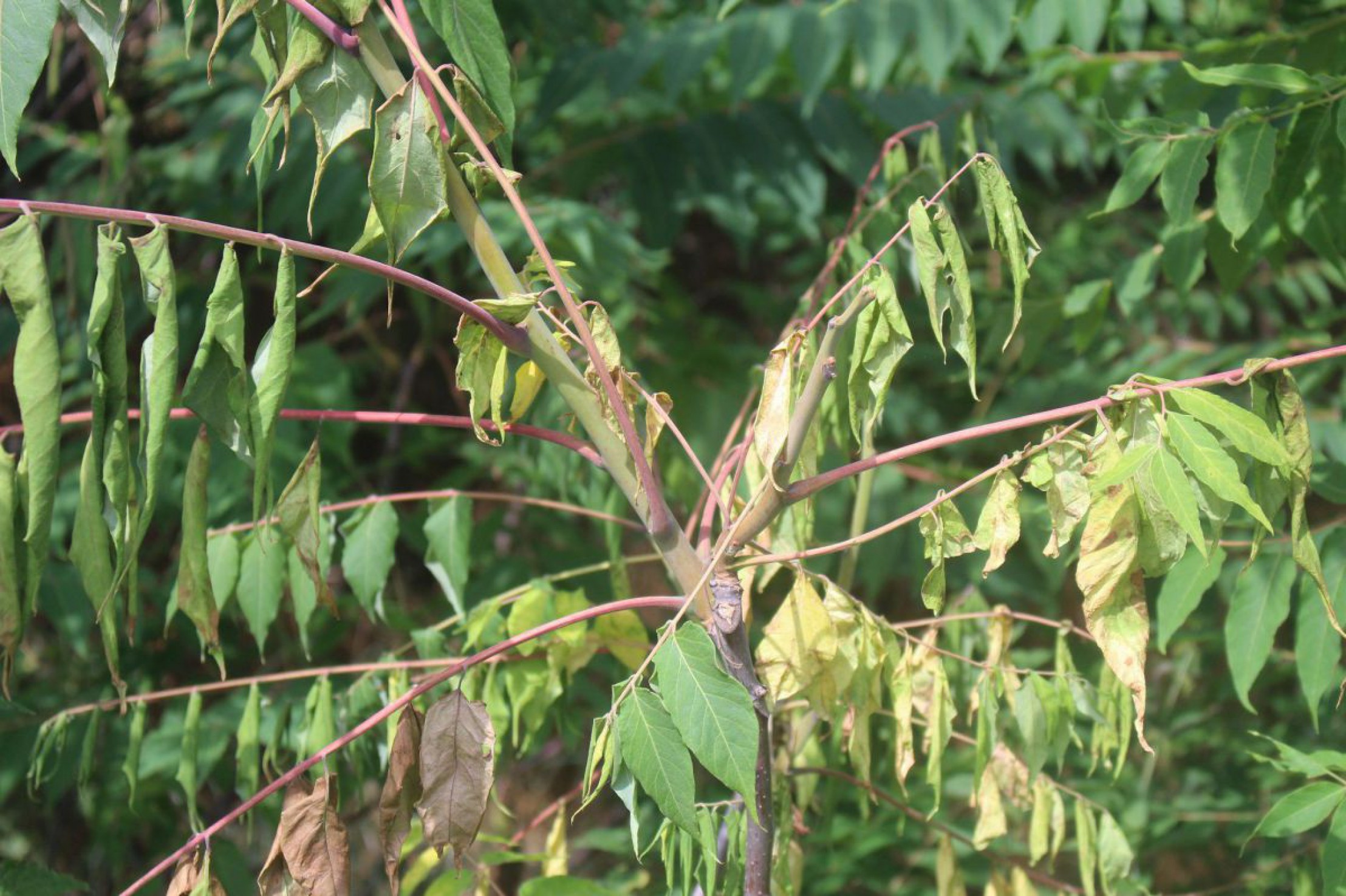 welke-nach-behandlung-web