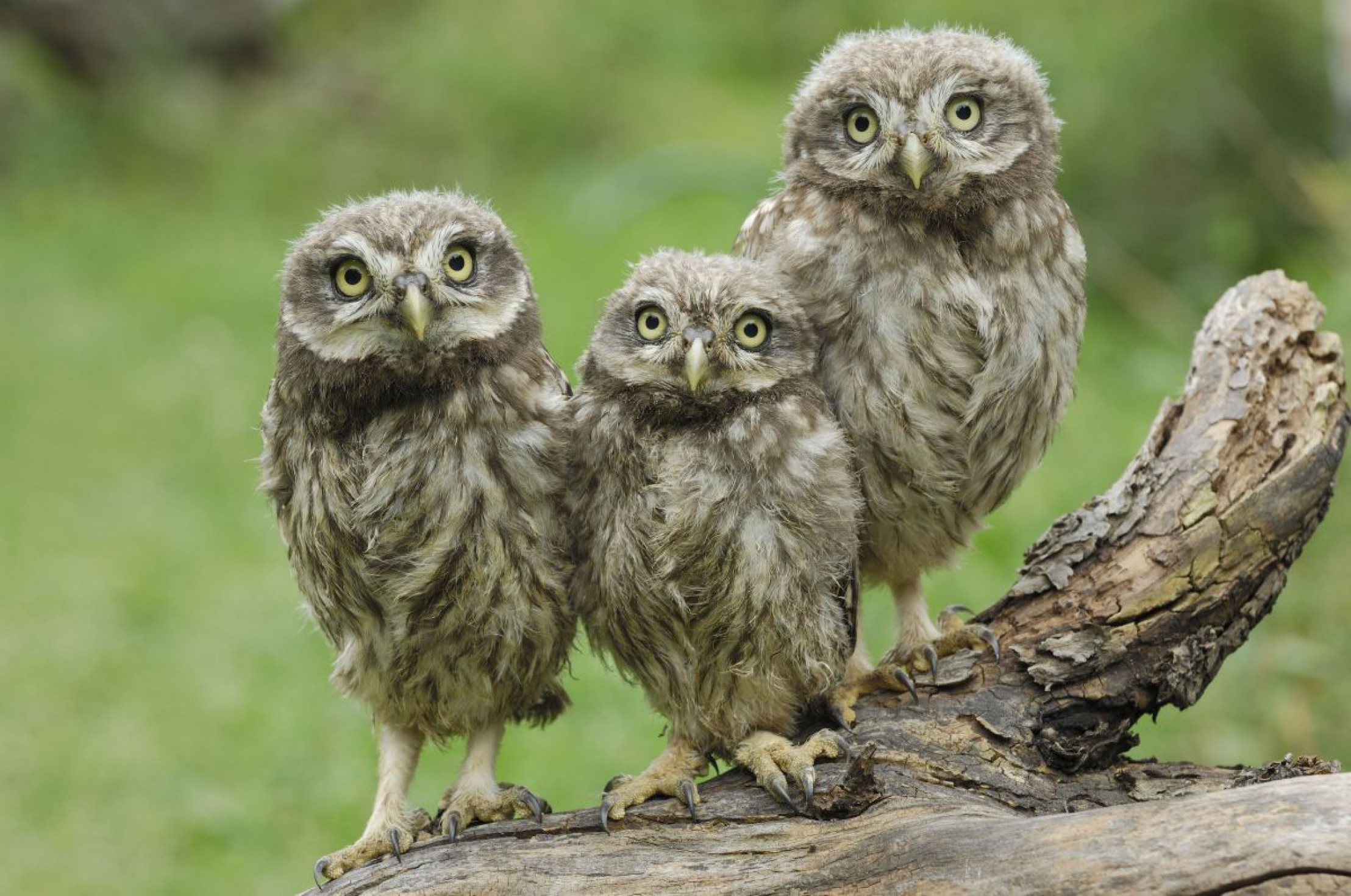 steinkauz-c-josef-stefan