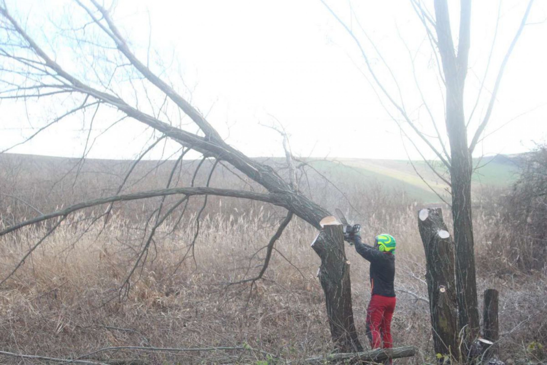 kopfweiden-ladendorf-grafensulz-3