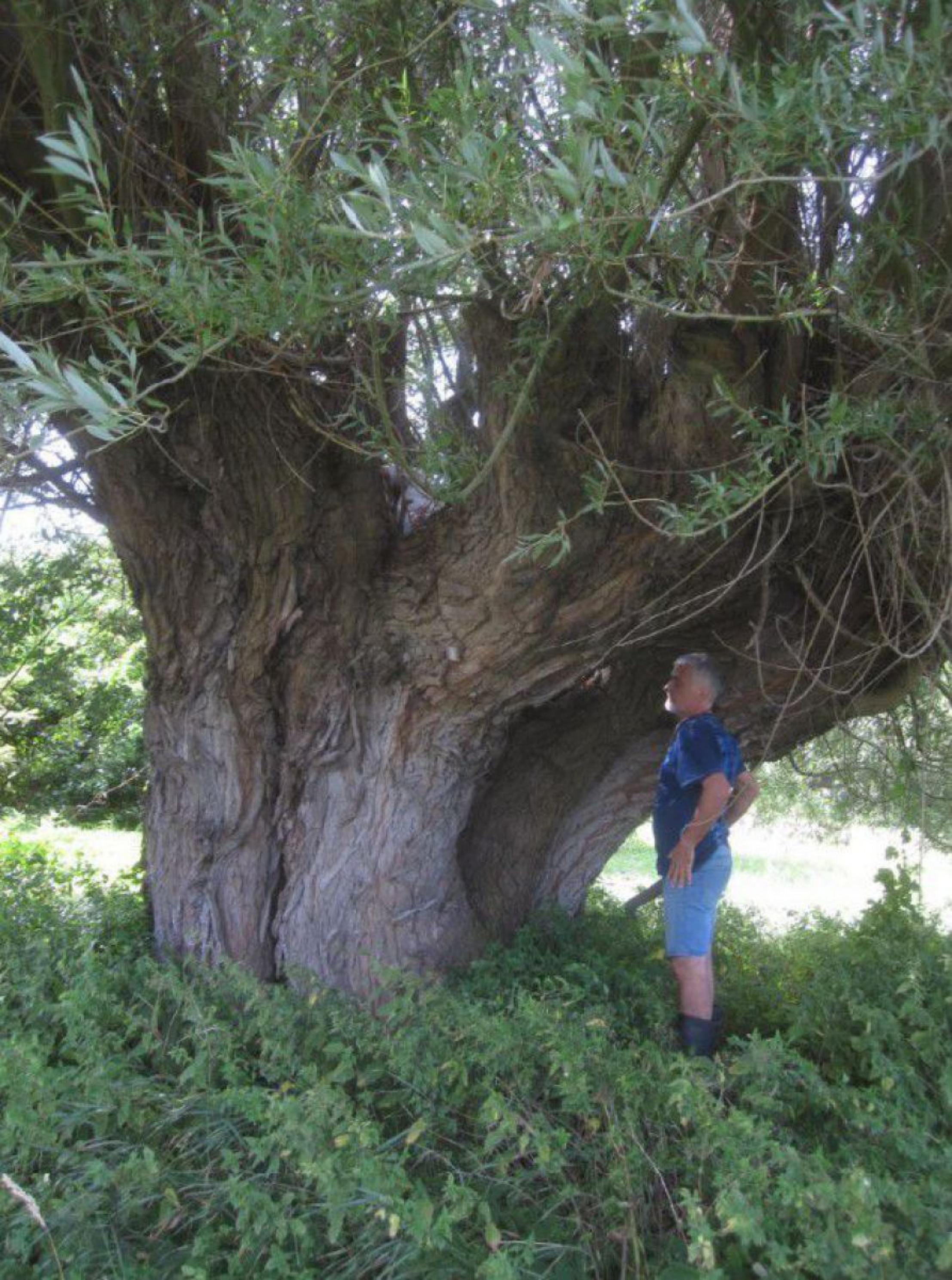 kopfweide-c-gabi-bassler