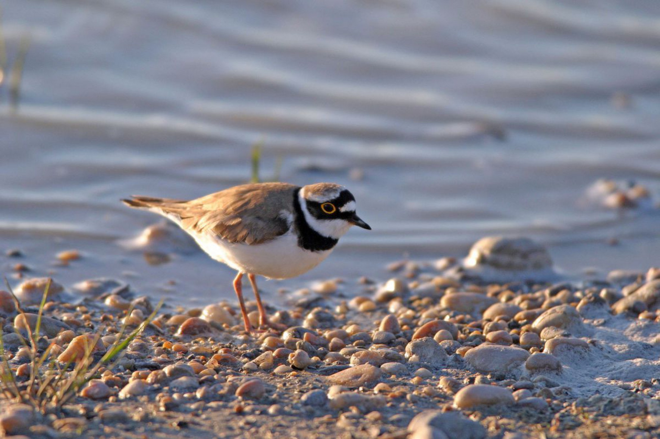 Flussregenpfeifer an einem Kieselstrand eines Gew&auml;ssers