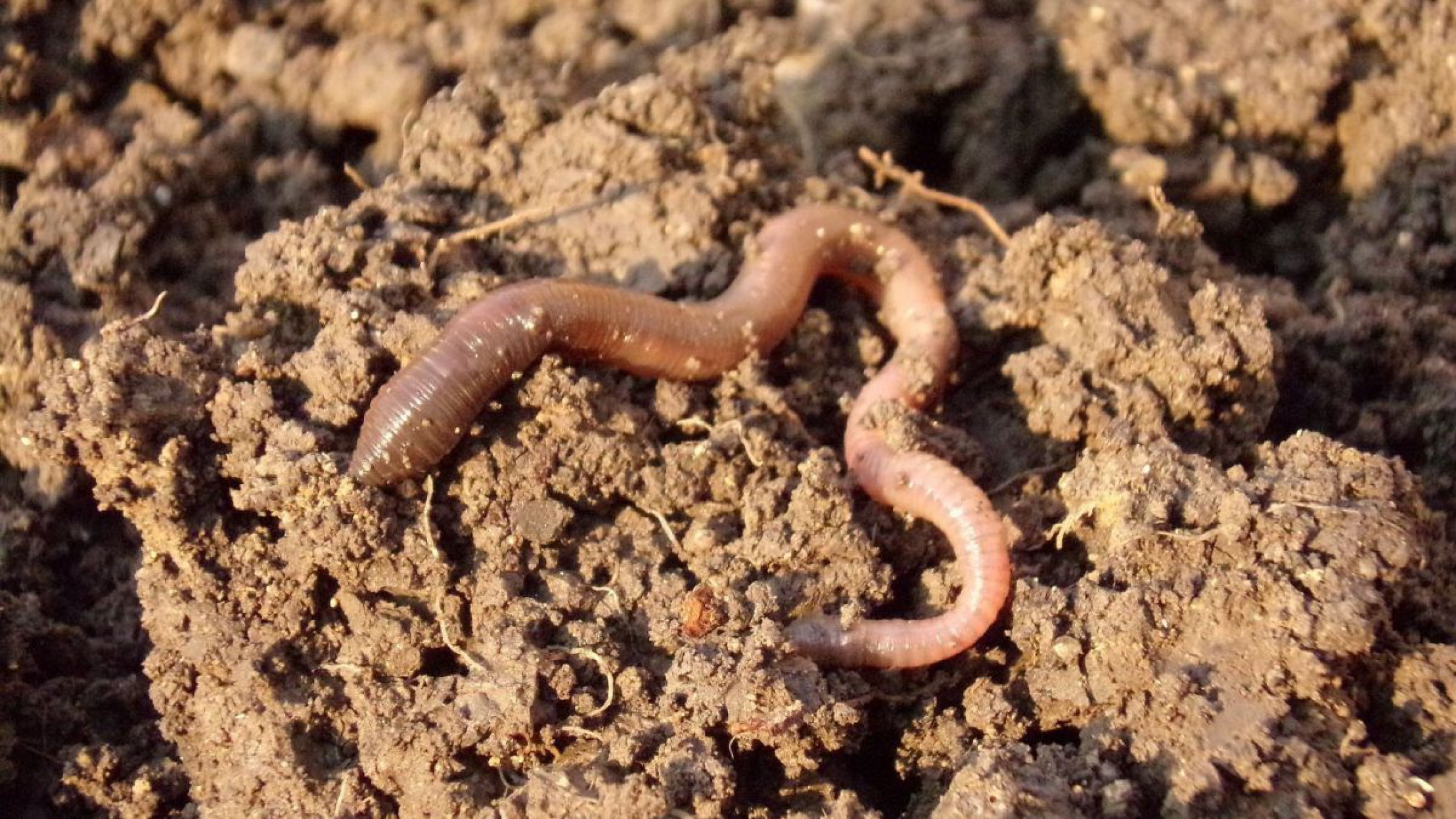 regenwurm-c-pixabay