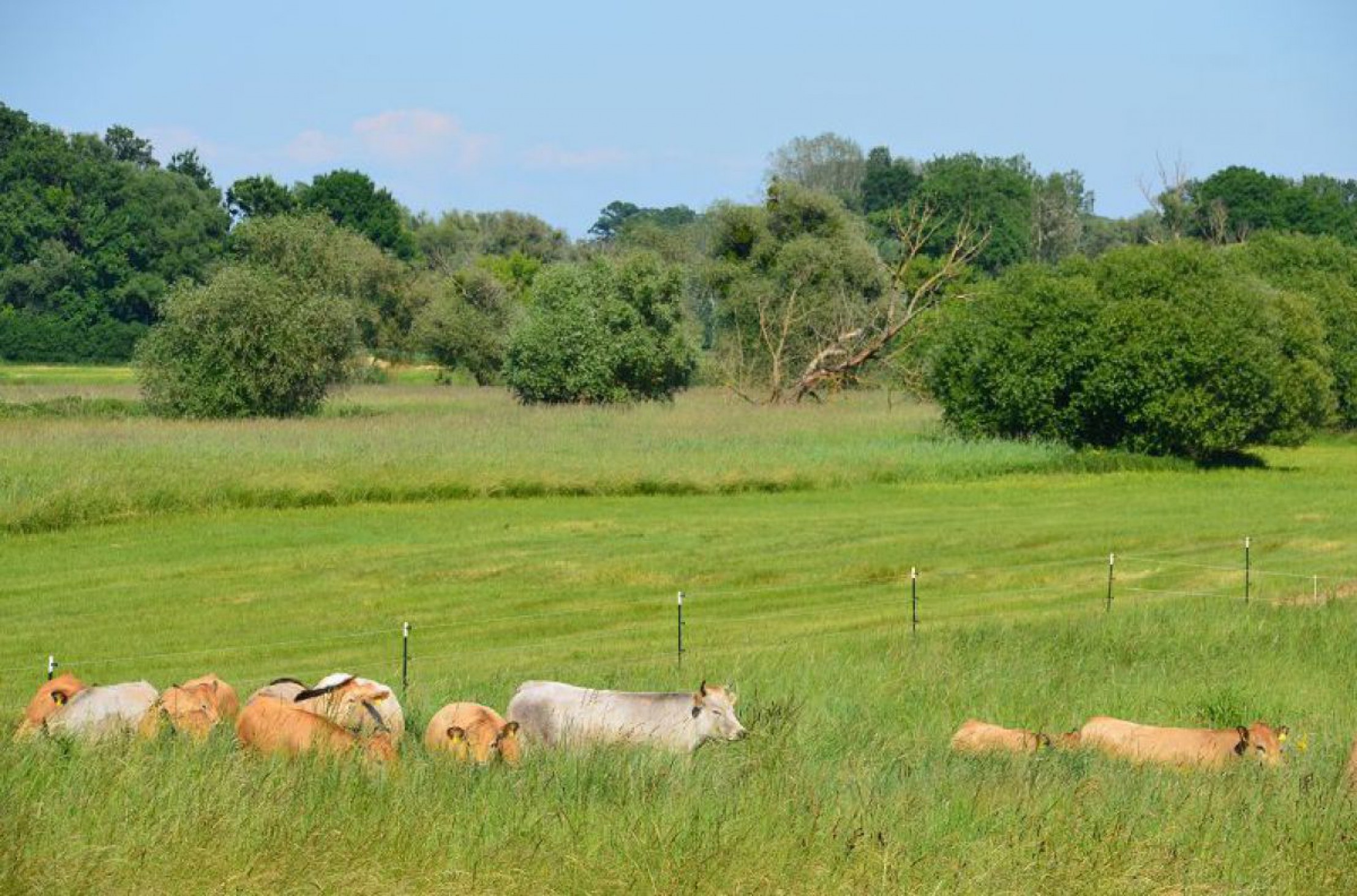 rinder-rabensburg-c-thomas-labuda