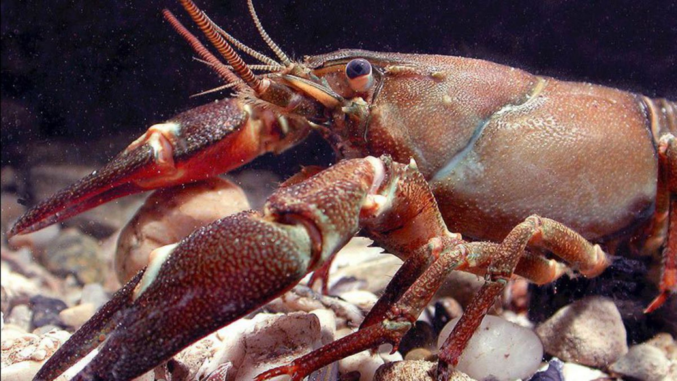 signalkrebs-c-robert-patzner