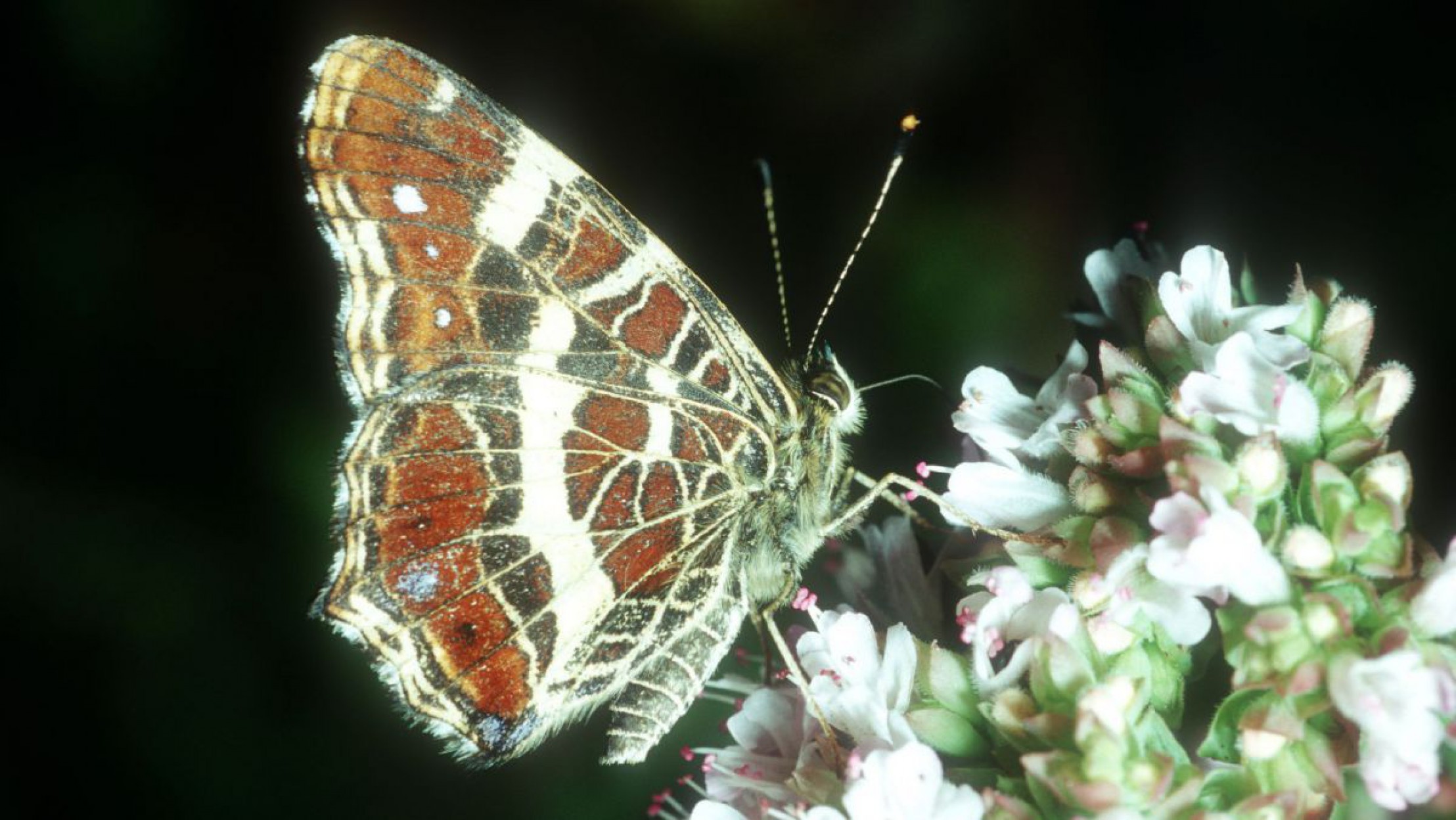 landkaertchen-c-josef-limberger