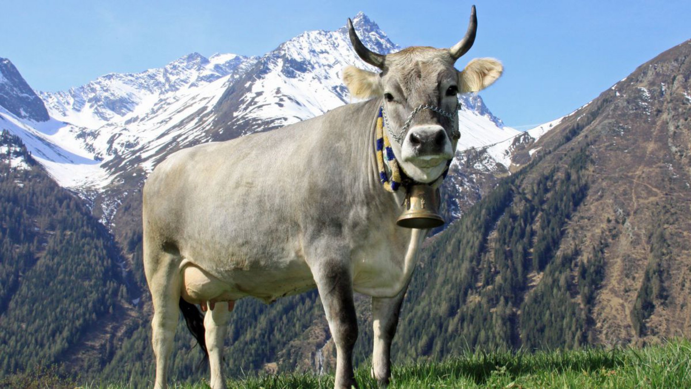 tiroler-grauvieh-c-tiroler-grauviehzuchtverband