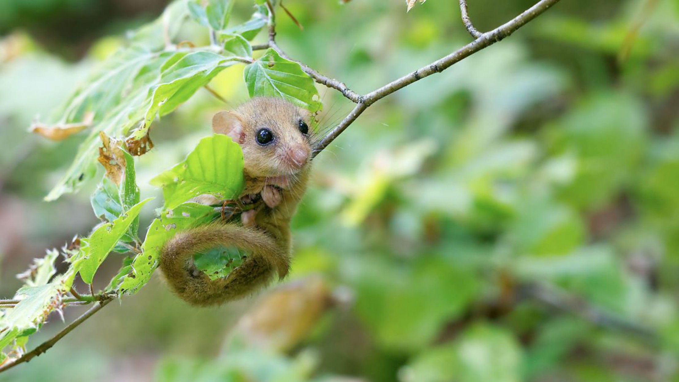 haselmaus-c-apodemus-og