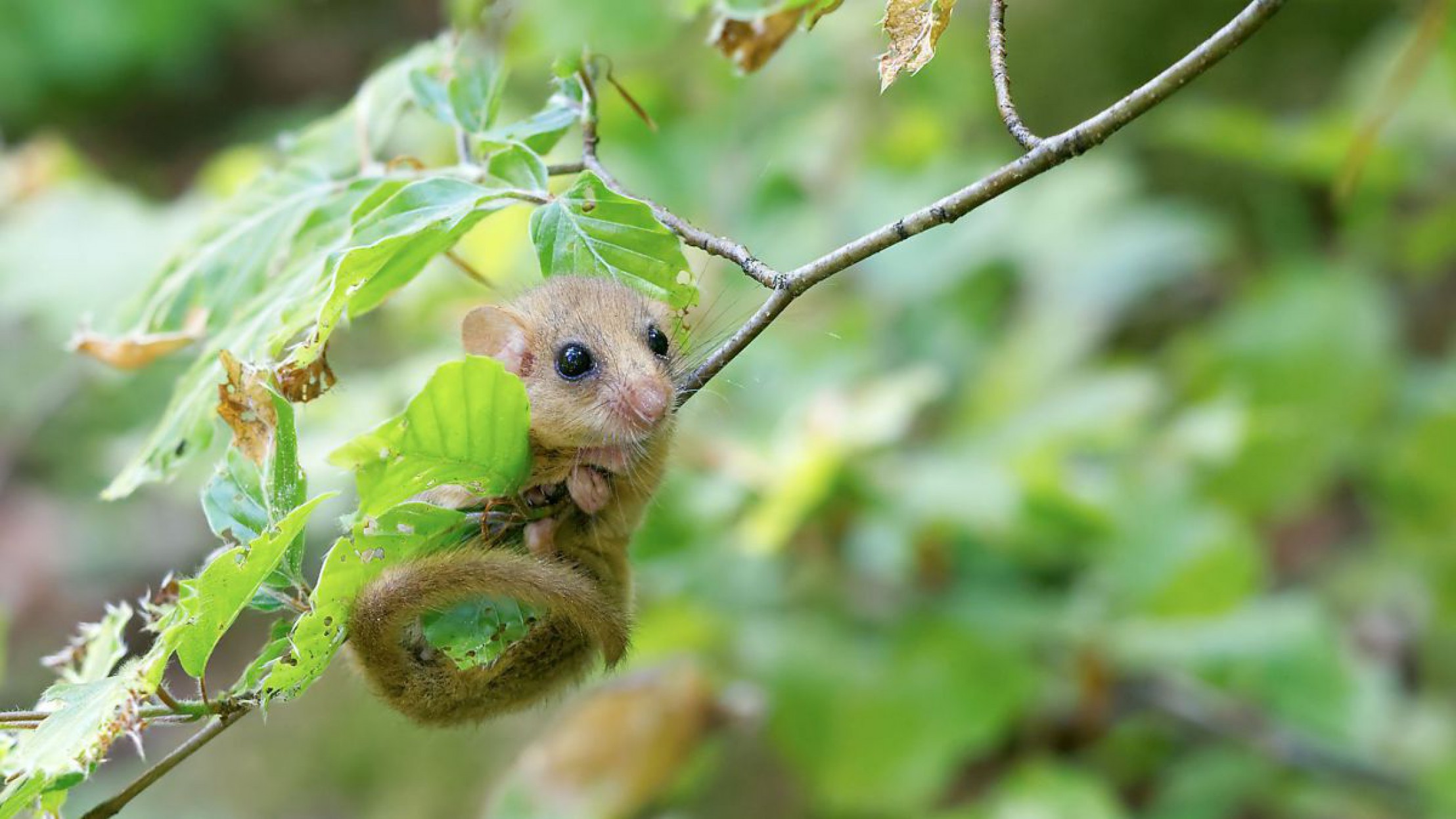 haselmaus-c-apodemus-og