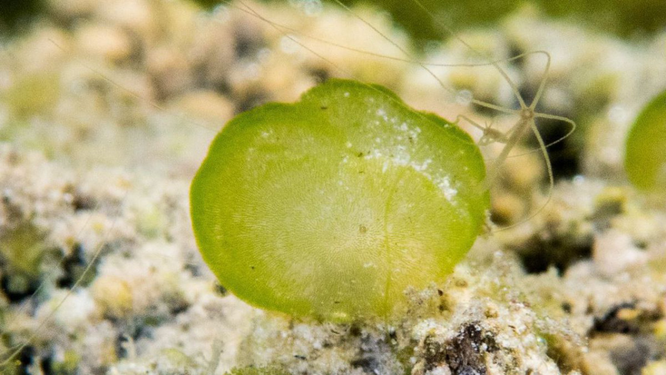 ophrydium-versatile-c-hubert-blatterer