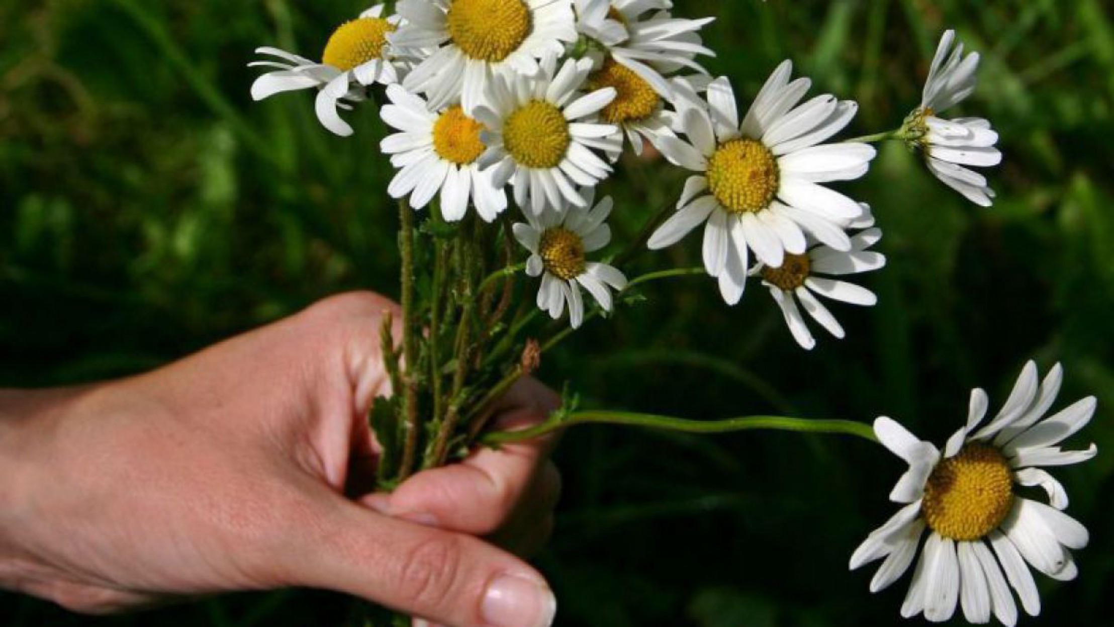 Blumenstrau&szlig; aus Margeriten