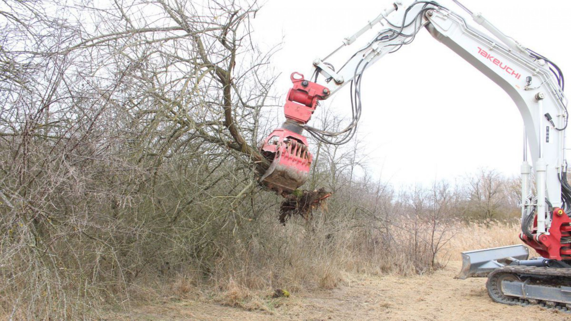 Rodungsarbeiten auf der Saliterweide bei Zwingendorf