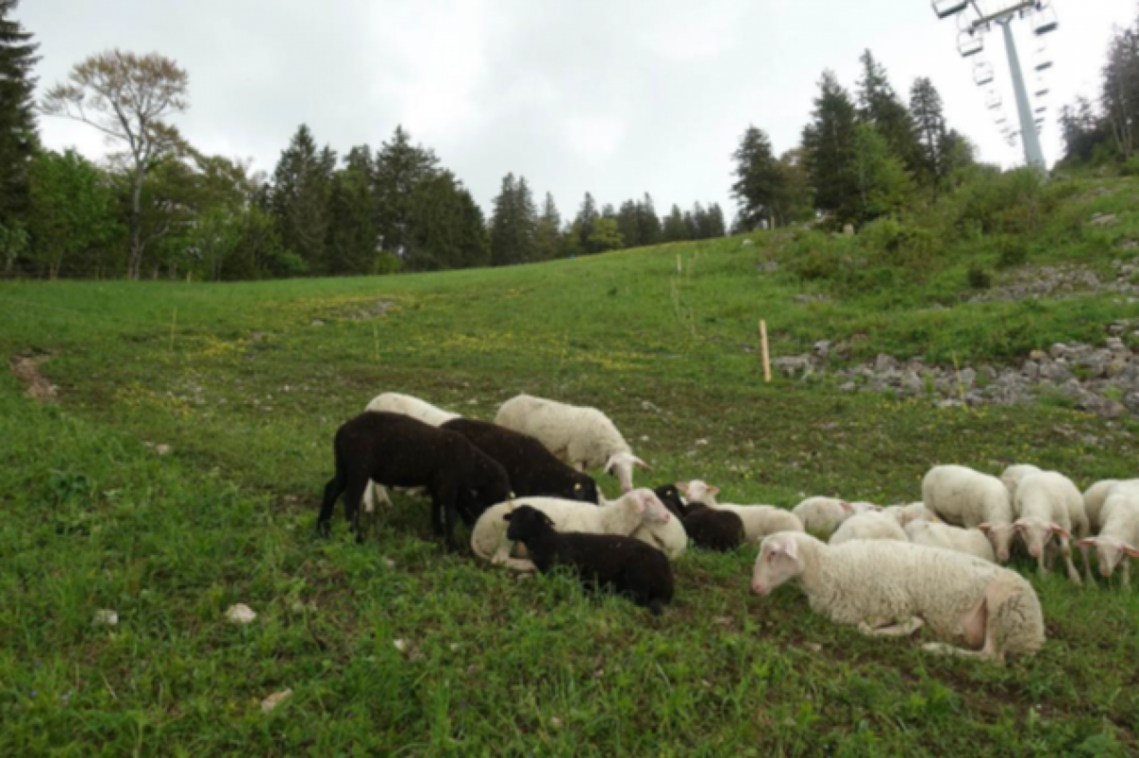 Schafe beweiden eine Skipiste am &Ouml;tscher