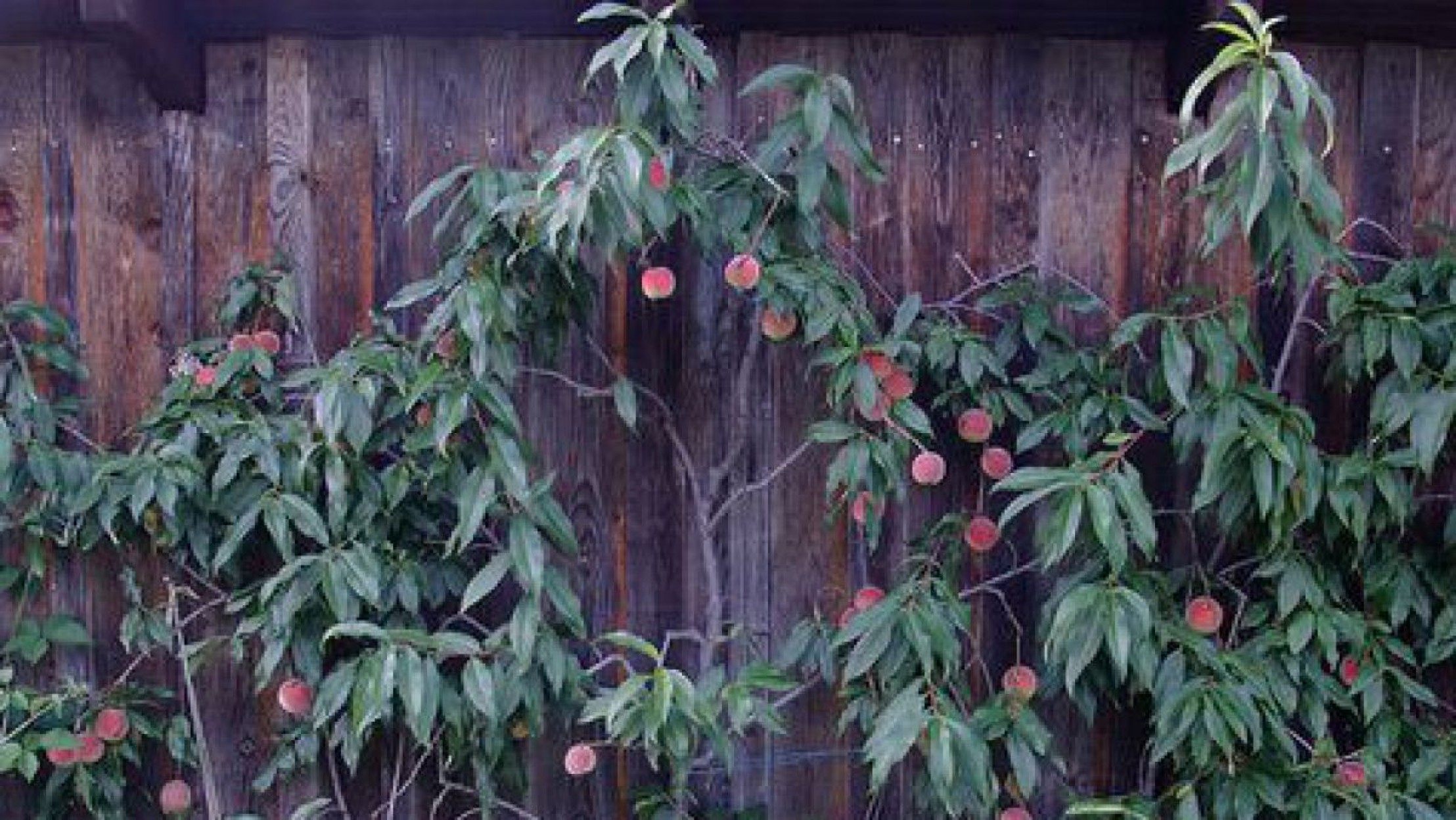 Spalier mit Eisernem Kanzler
