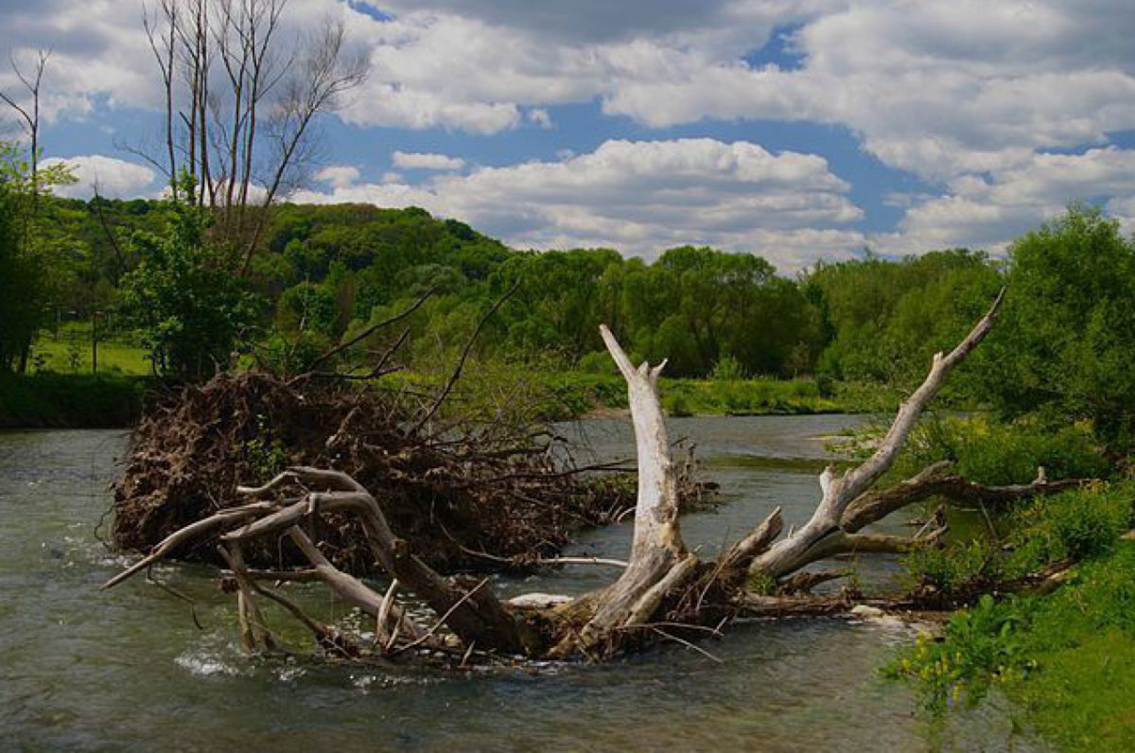 Der Fluss Pielach mit Schwemmholz und Uferbewuchs