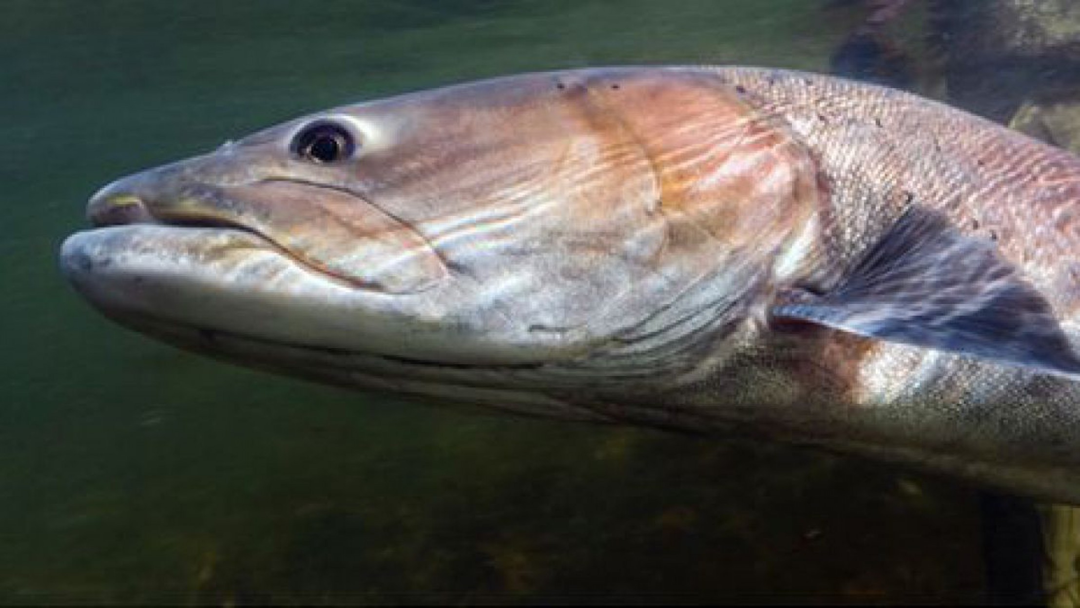 Unterwasseraufnahme eines Huchens, der von einem Mann an der Schwanzflosse gehalten wird.