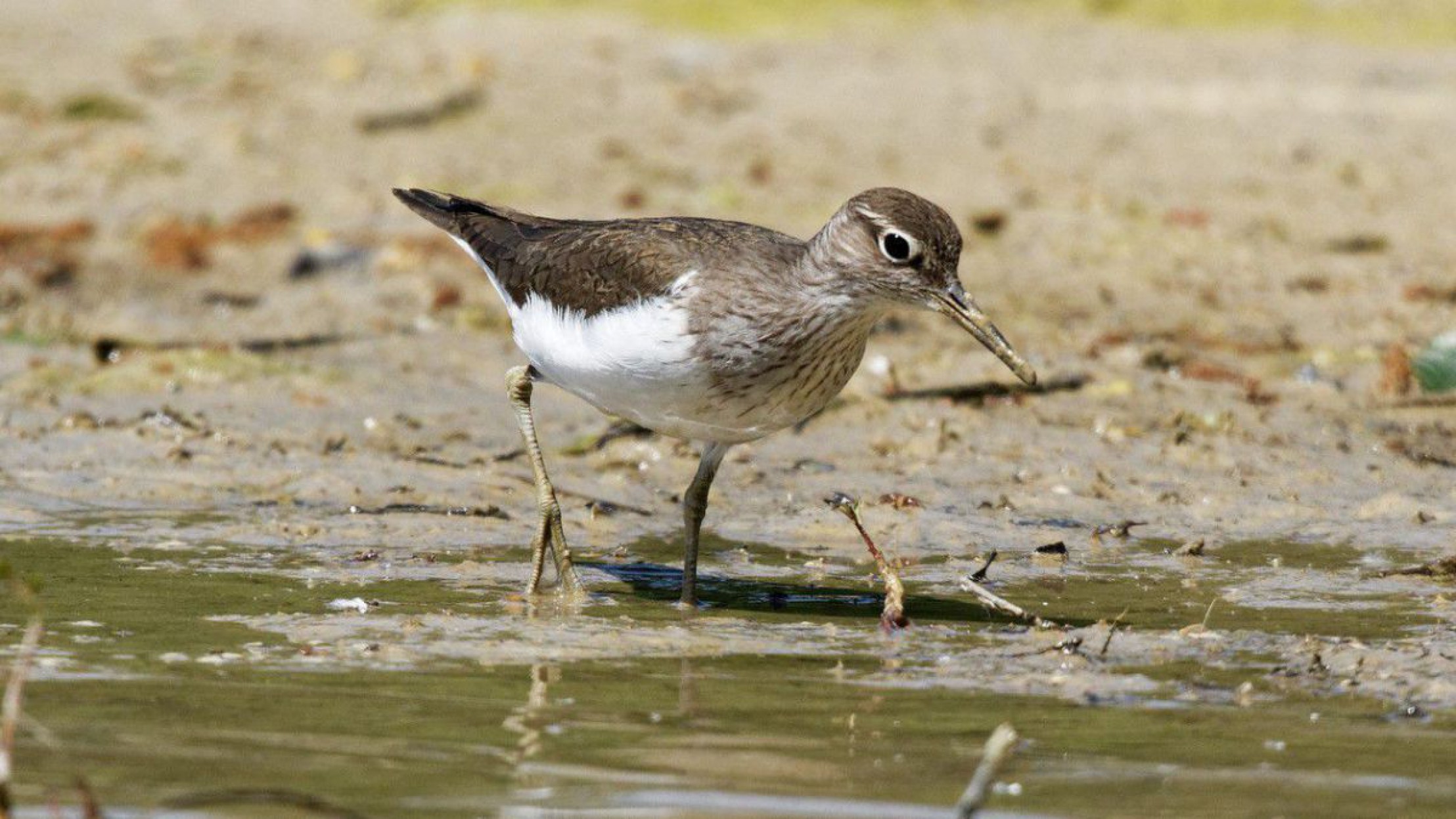 Flussuferl&auml;ufer an einem Flussufer
