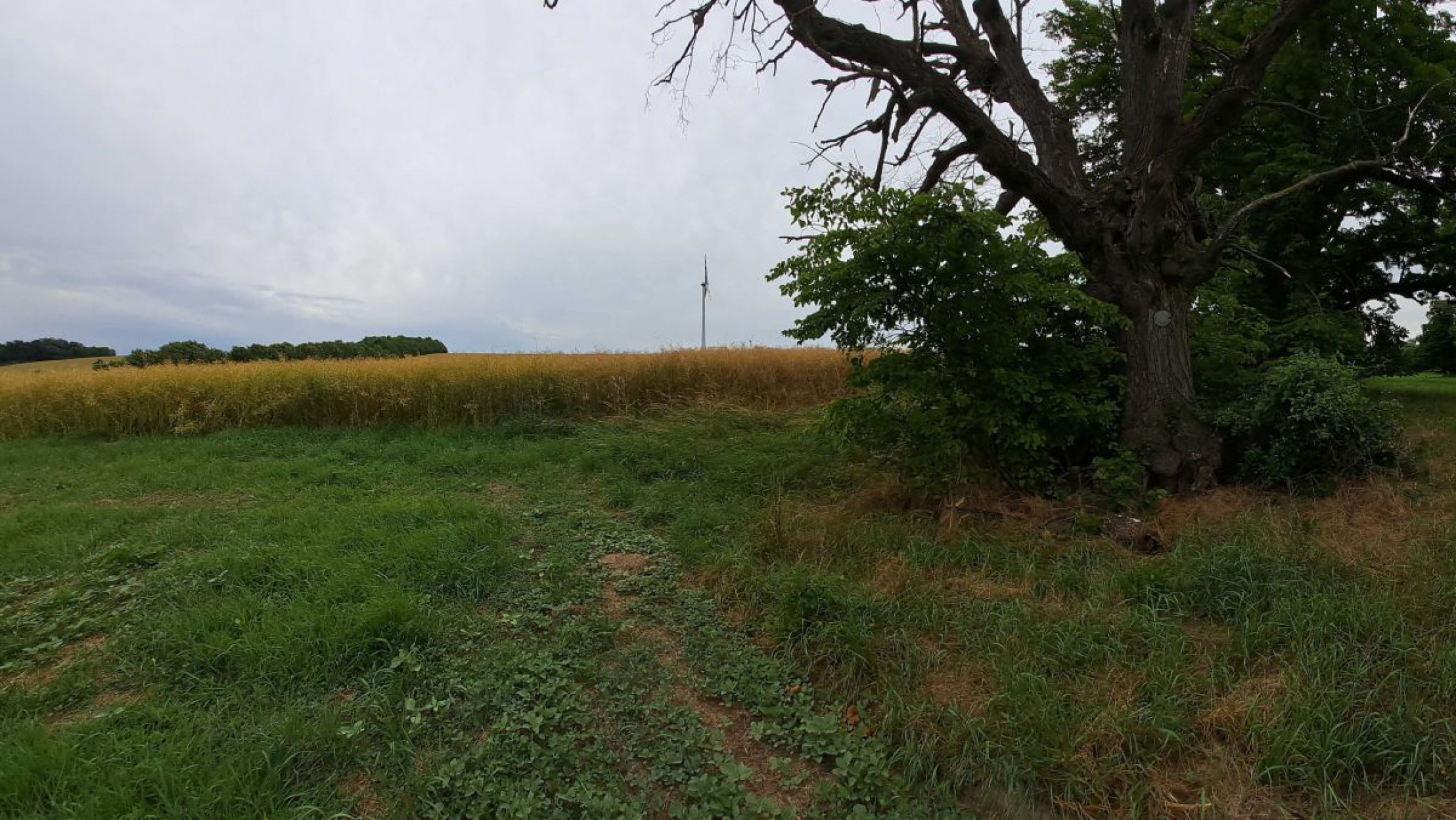 Gruppe von B&uuml;schen auf einem Trockenrasen im Weinviertel