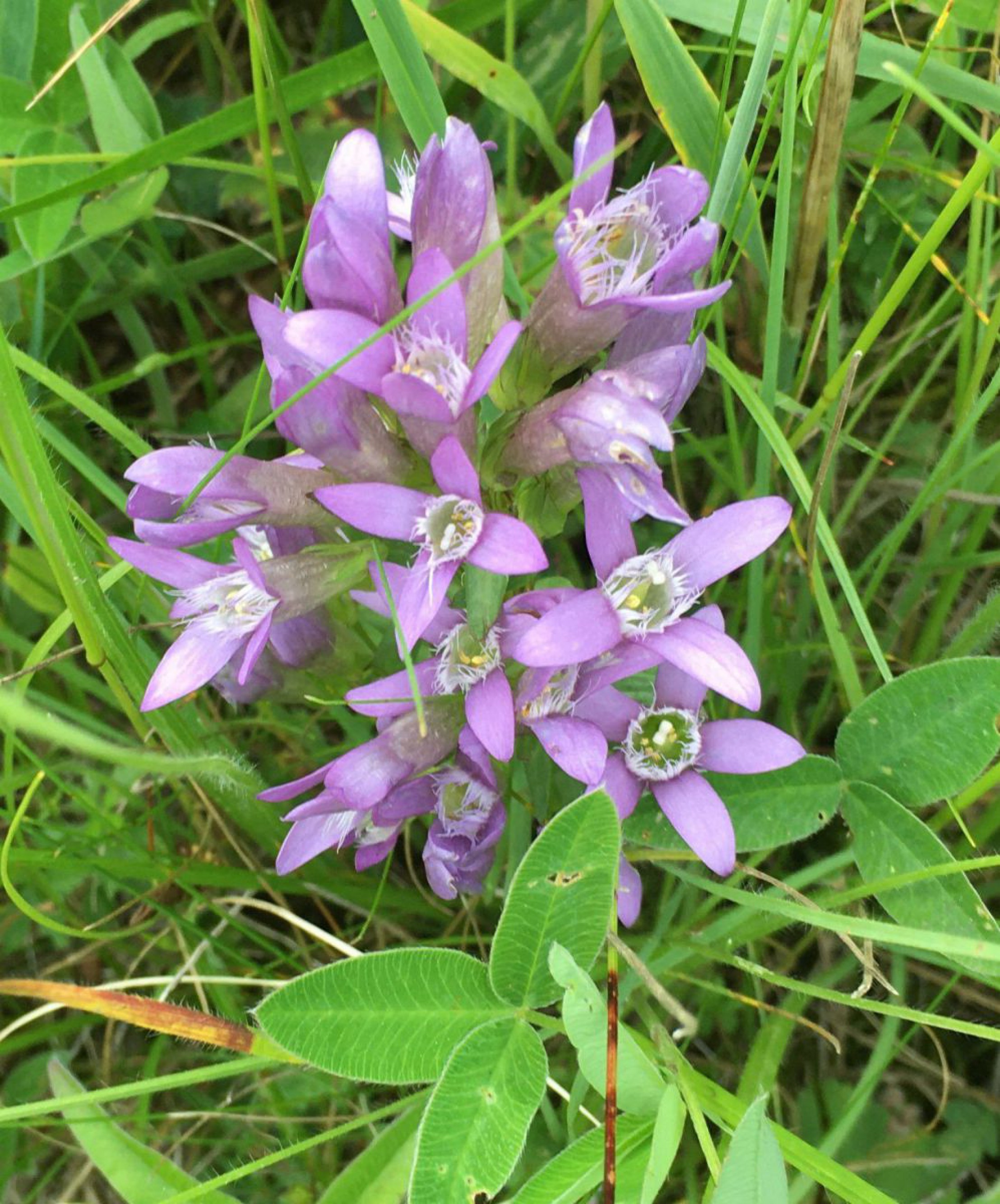 Blick auf die rosa farbenen Bl&uuml;ten eines Kranzenzians
