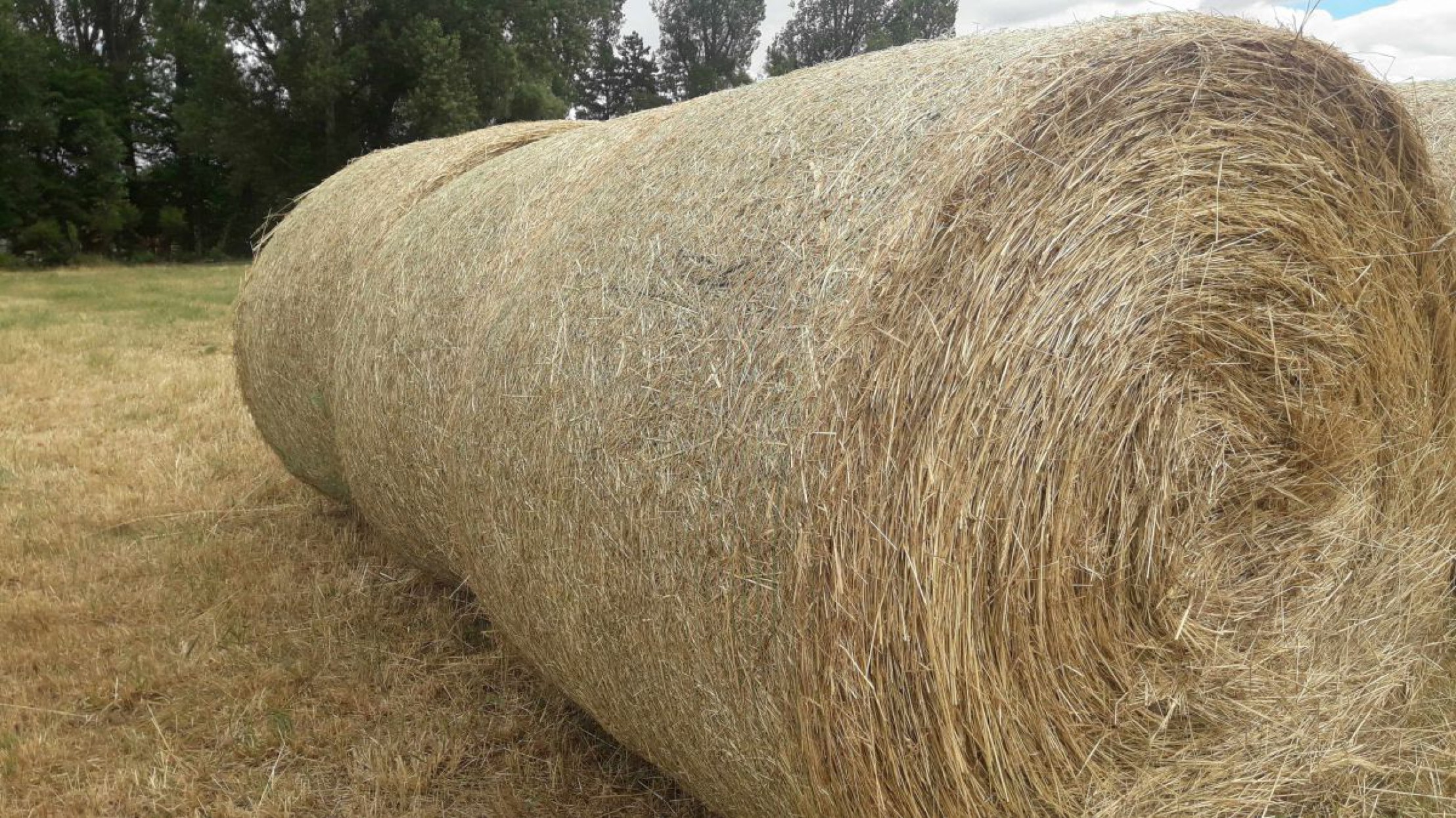 Heuballen liegen auf einem abgeernteten Feld.