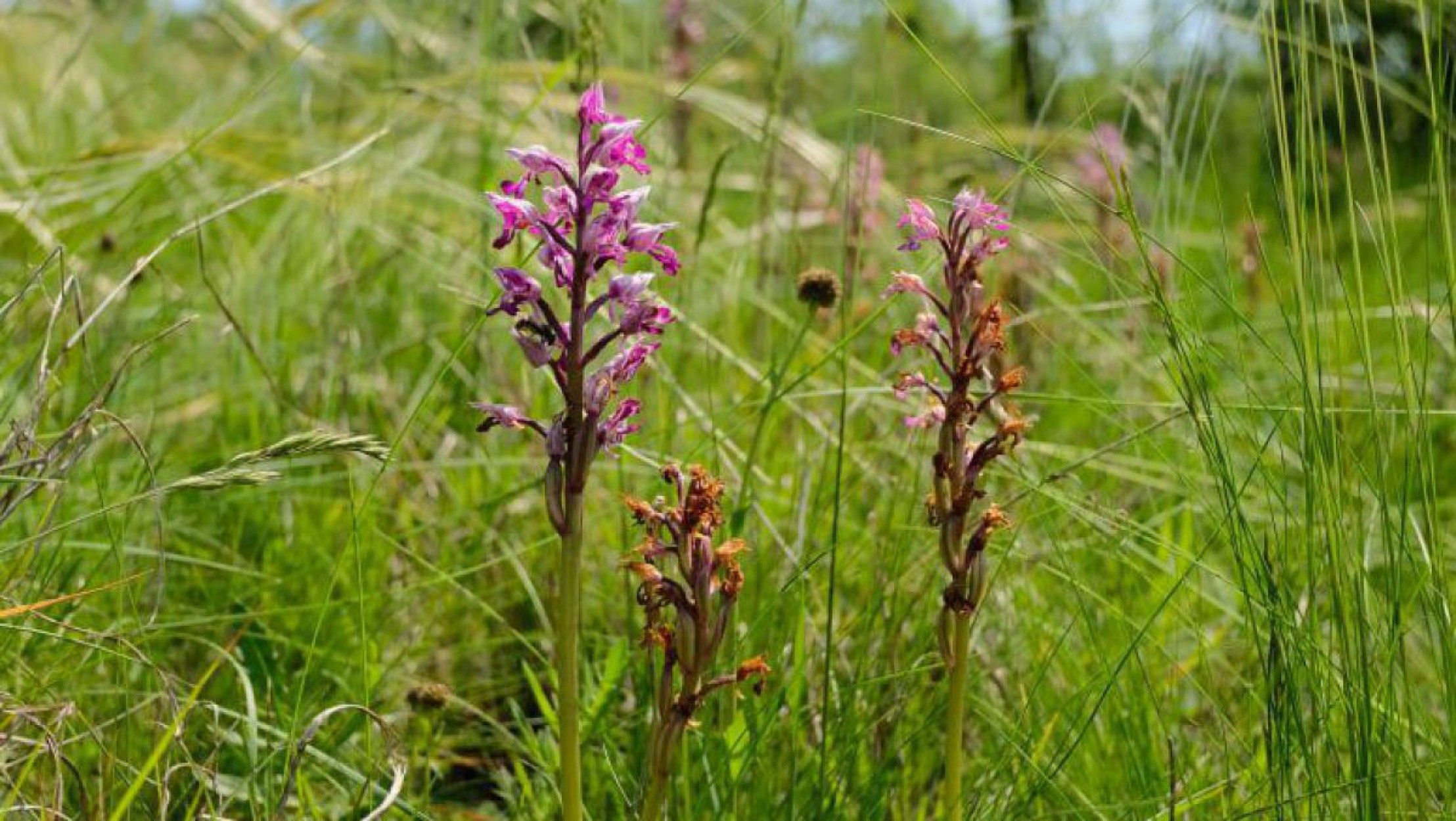 Orchidee mit rosa Bl&uuml;ten auf einer Wiese, im Hintergrund ist ein kleiner Baum zu sehen.
