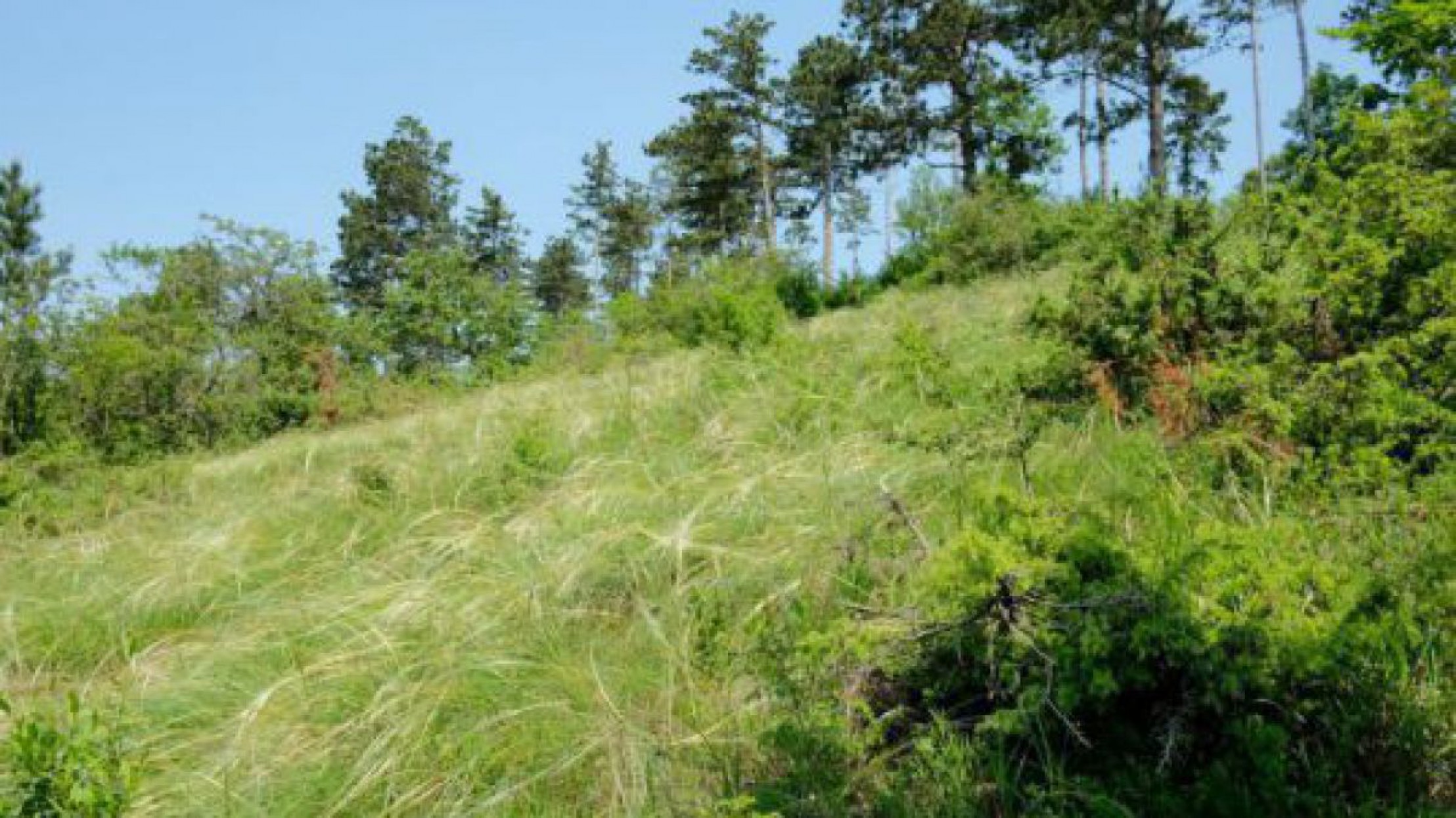 Hang bewachsen mit Federgras und Wacholder, im Hintergrund sind einige B&auml;ume zu erkennen.