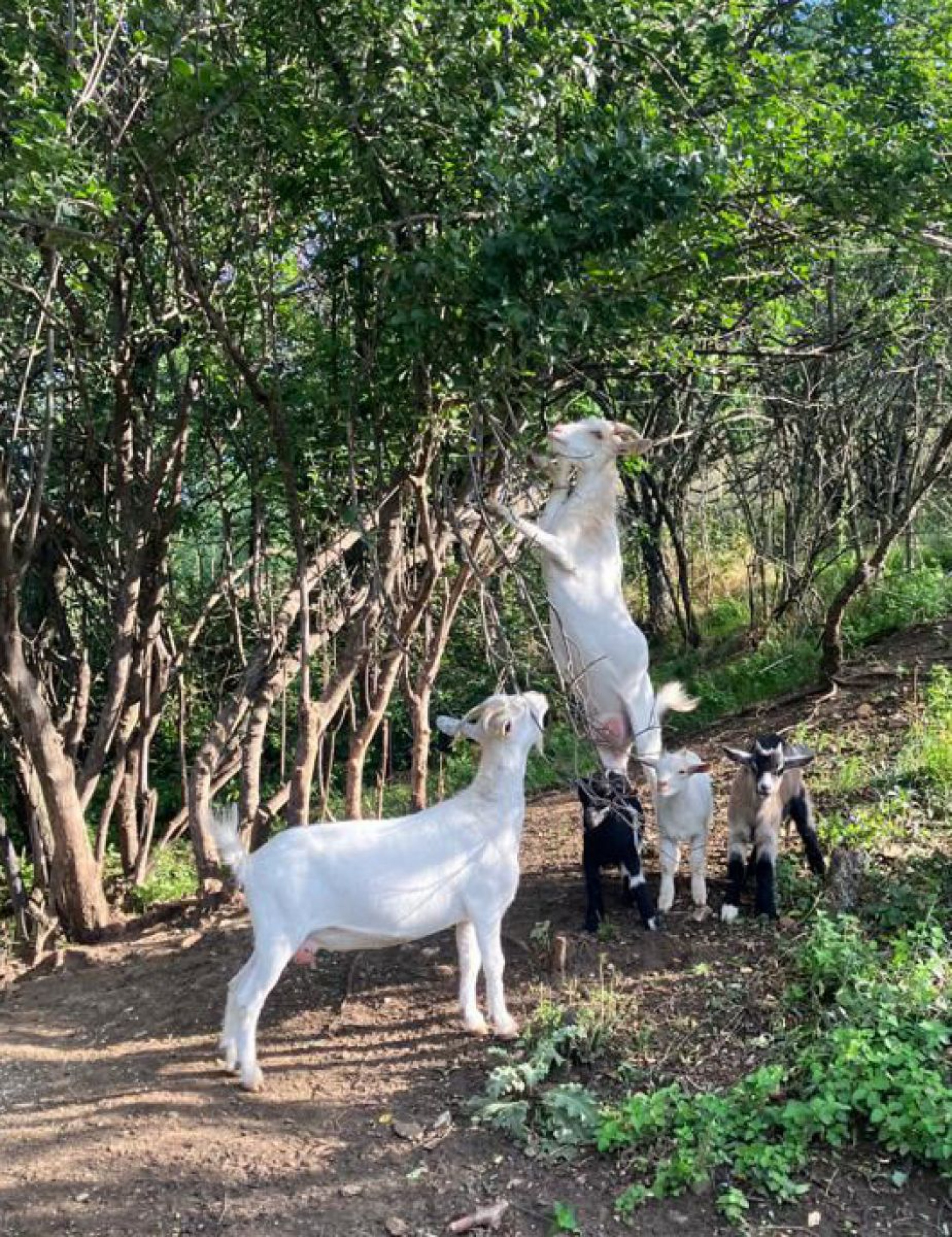 Ziegen einem Geh&ouml;lzstreifen fressen von den Str&auml;uchern, eine Ziege steht dabei auf den Hinterl&auml;ufen.