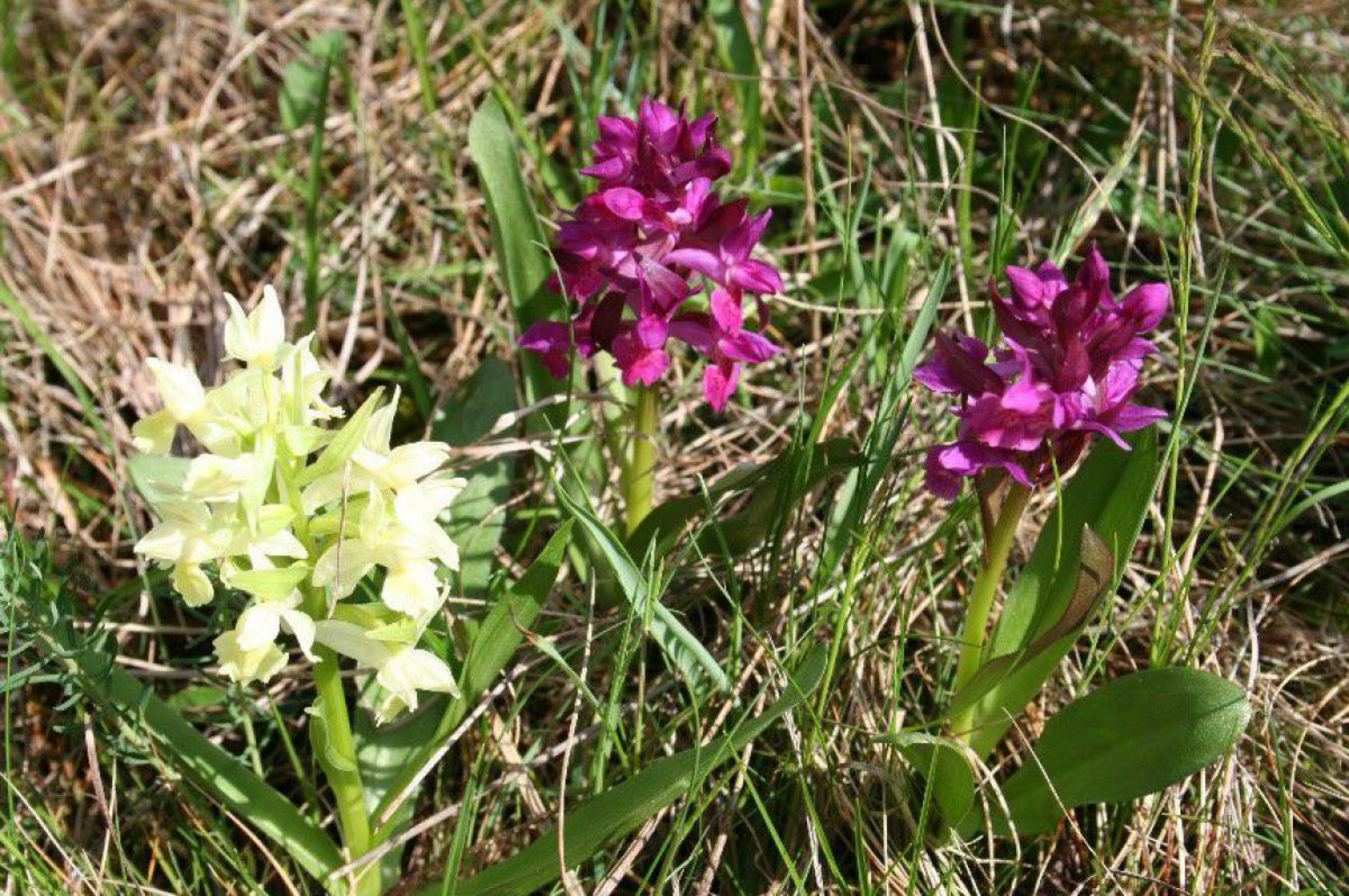 3 Orchideen mit wei&szlig;en und violetten Bl&uuml;ten