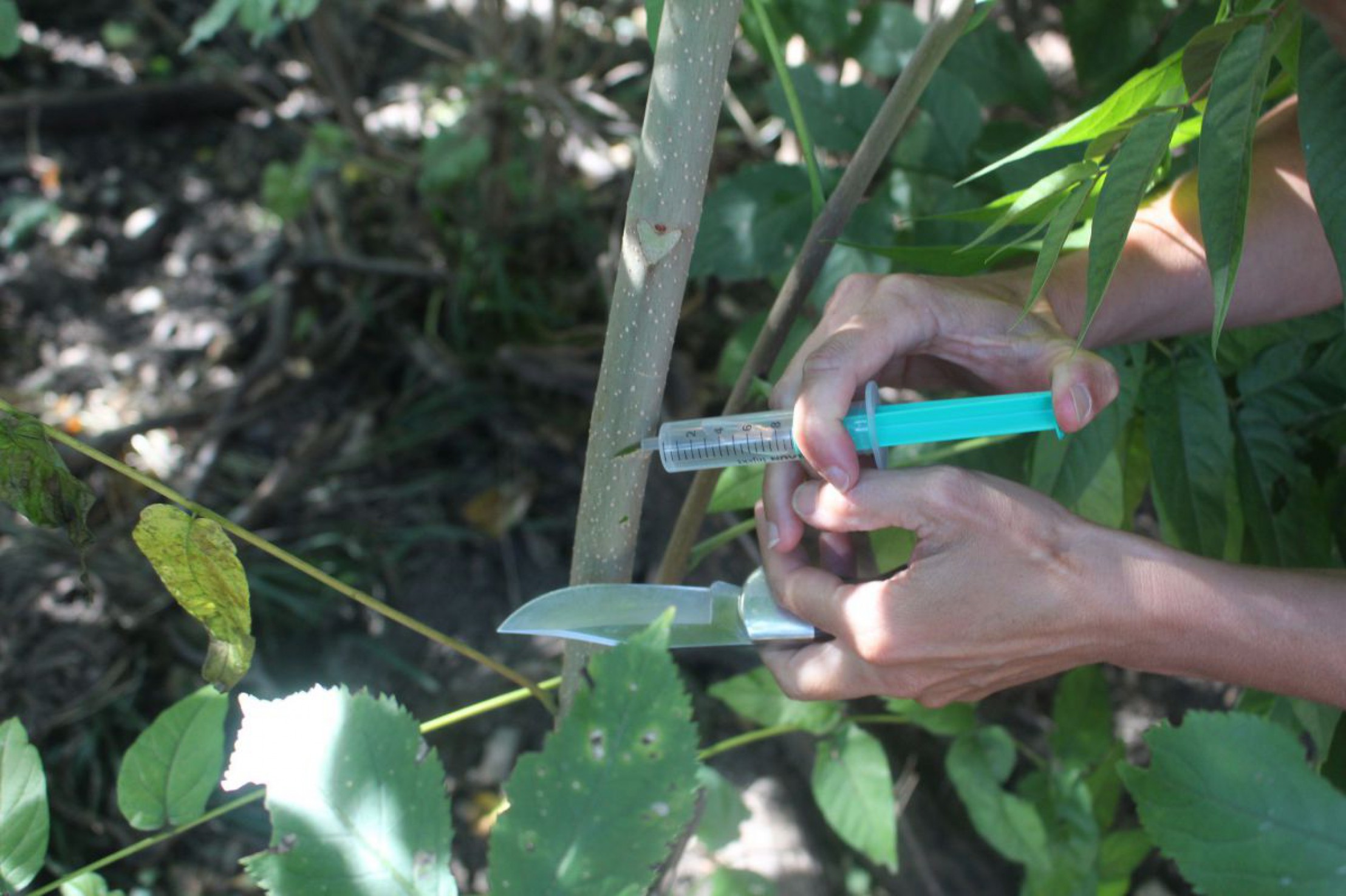 H&auml;nde halten eine Spritze und injizieren etwas in einen Baumstamm.