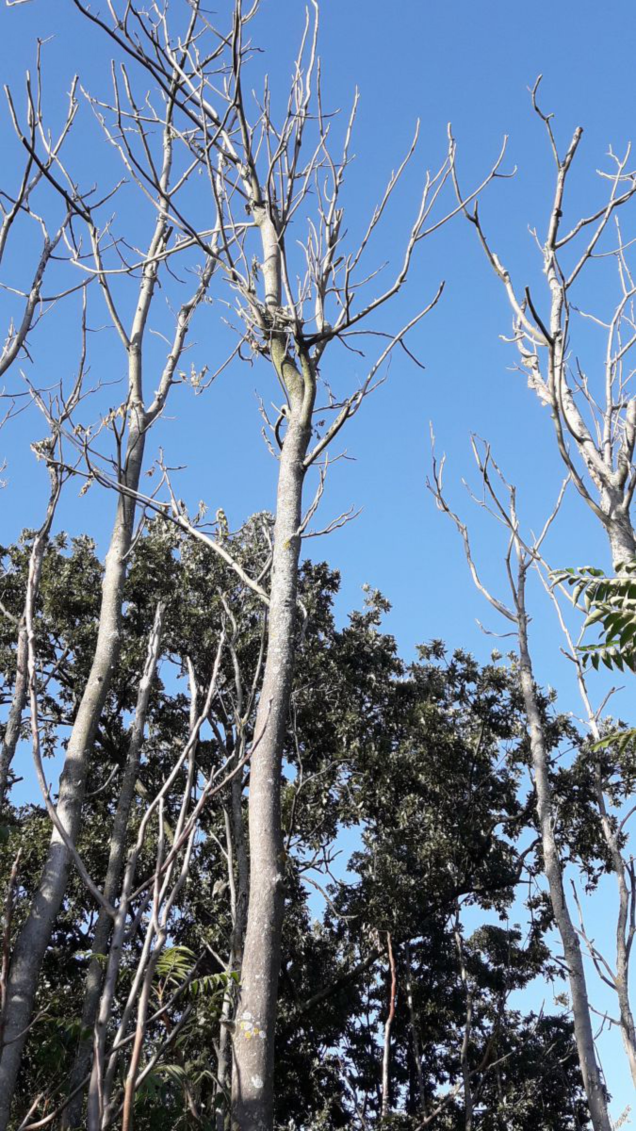 abgestorbene B&auml;ume vor blauem Himmel