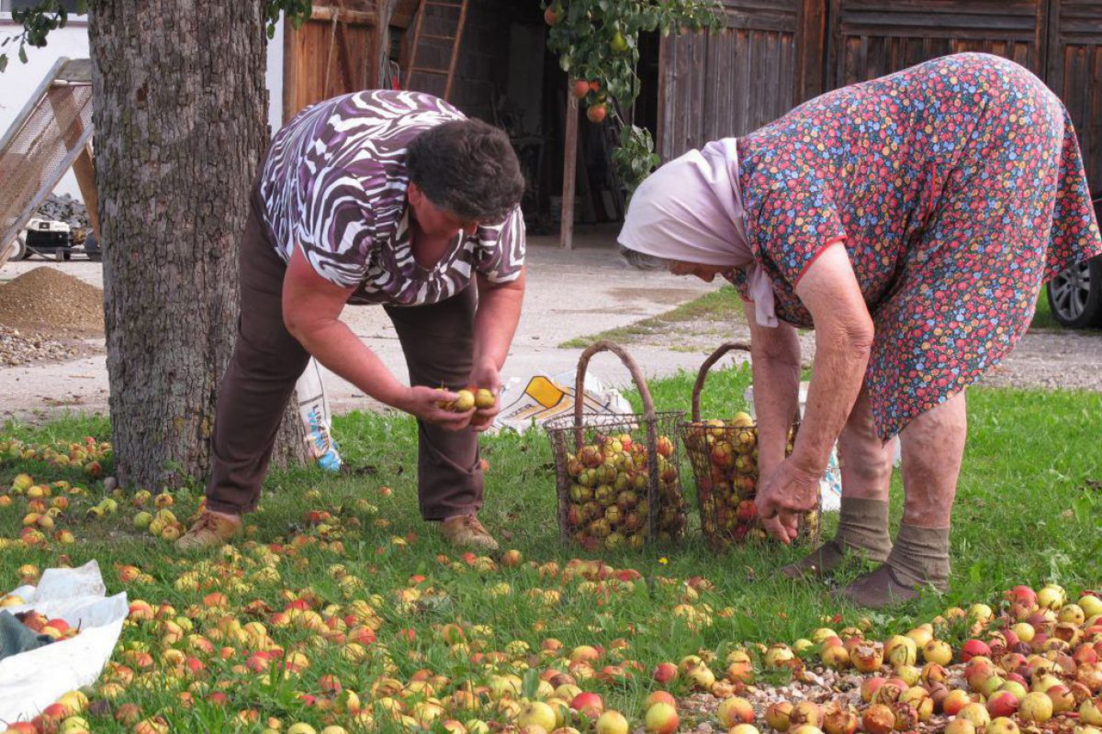 Zwei Frauen klauben Obst von einer Wiese, daneben ist der Stamm eines Baumes zu sehen.