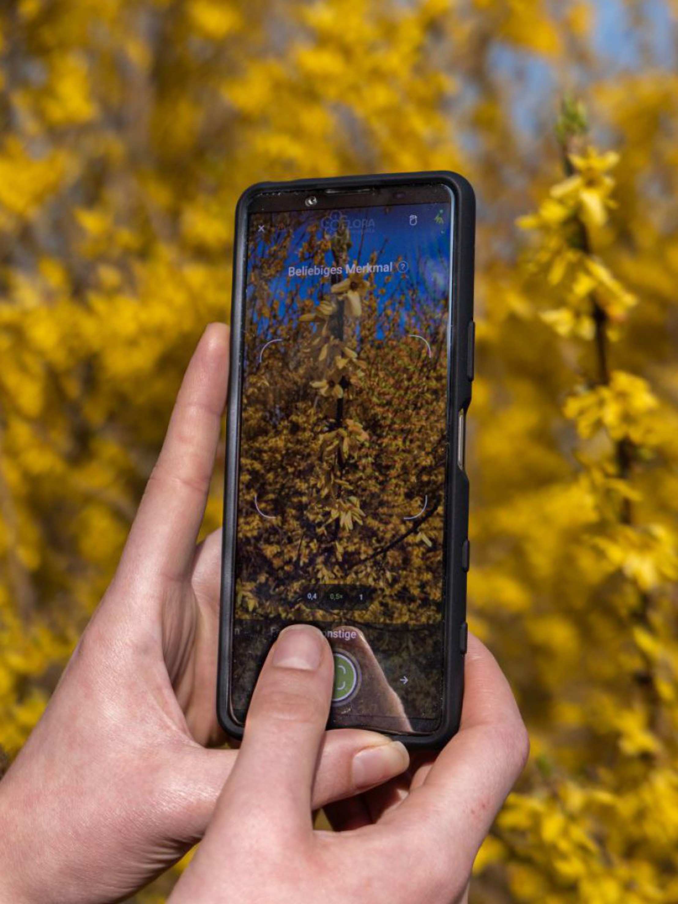 Hand h&auml;lt ein Smartphone vor einer bl&uuml;henden Forsythie, am Display ist die Pflanze zu sehen.