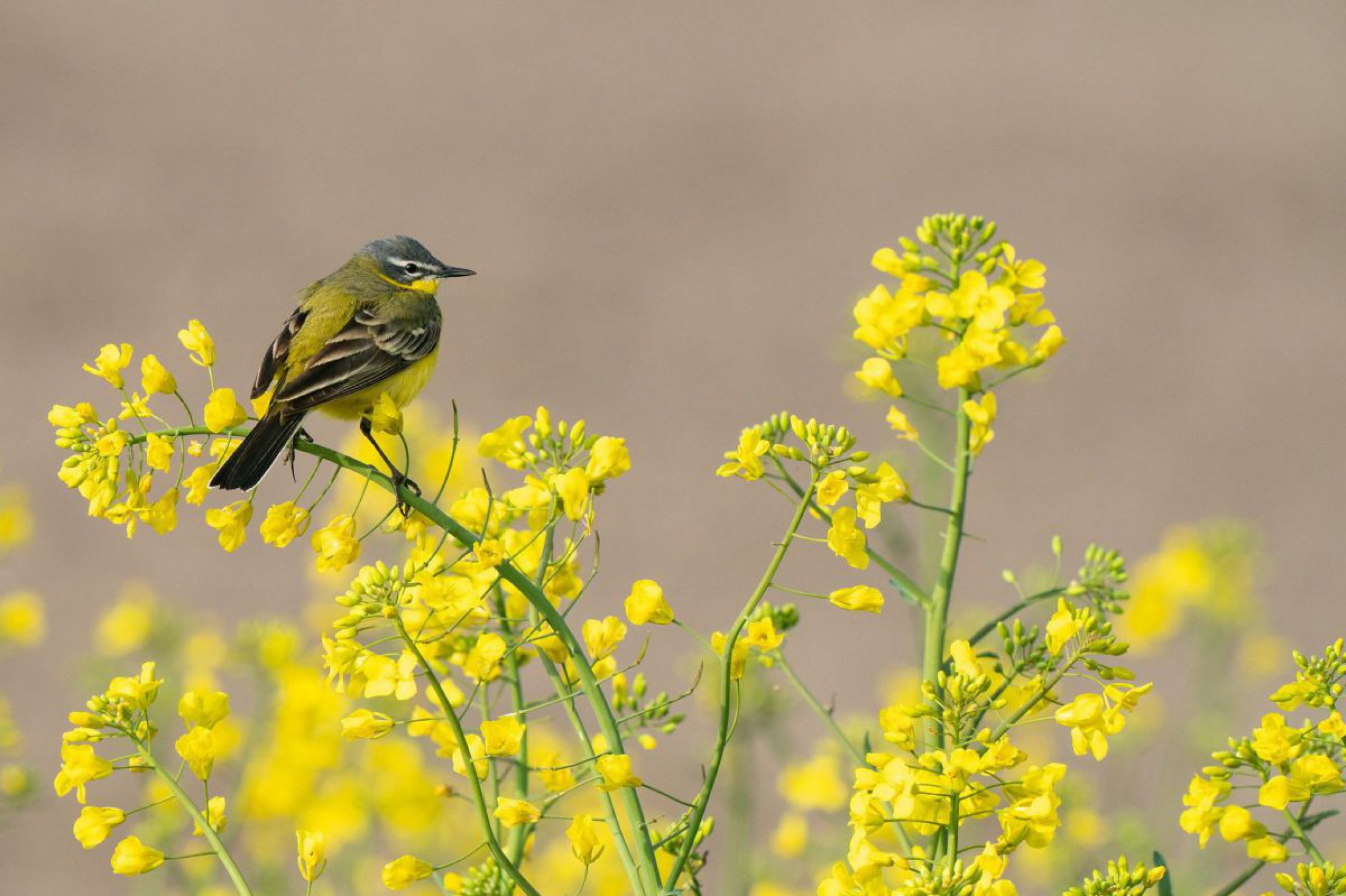 Vogel sitzt auf einer gelben Pflanze (Raps)